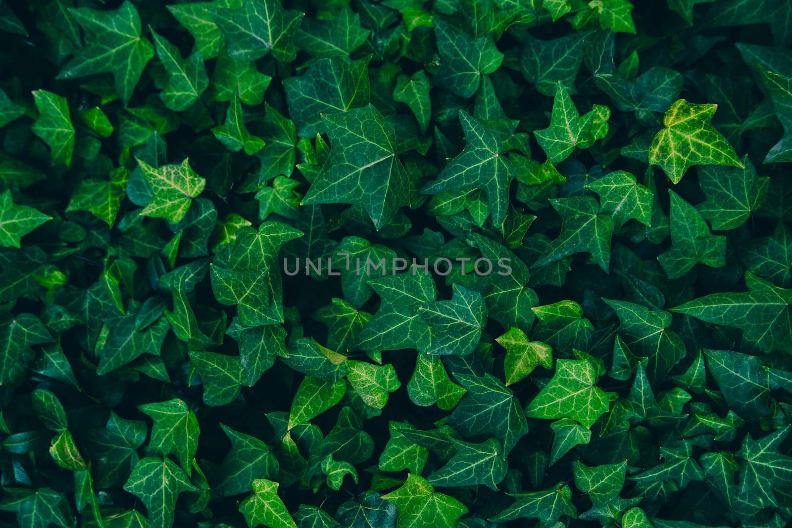 Green Bush. Seamless Tileable Texture. Frame filling horizontal image of mature ivy plant growing on a wall