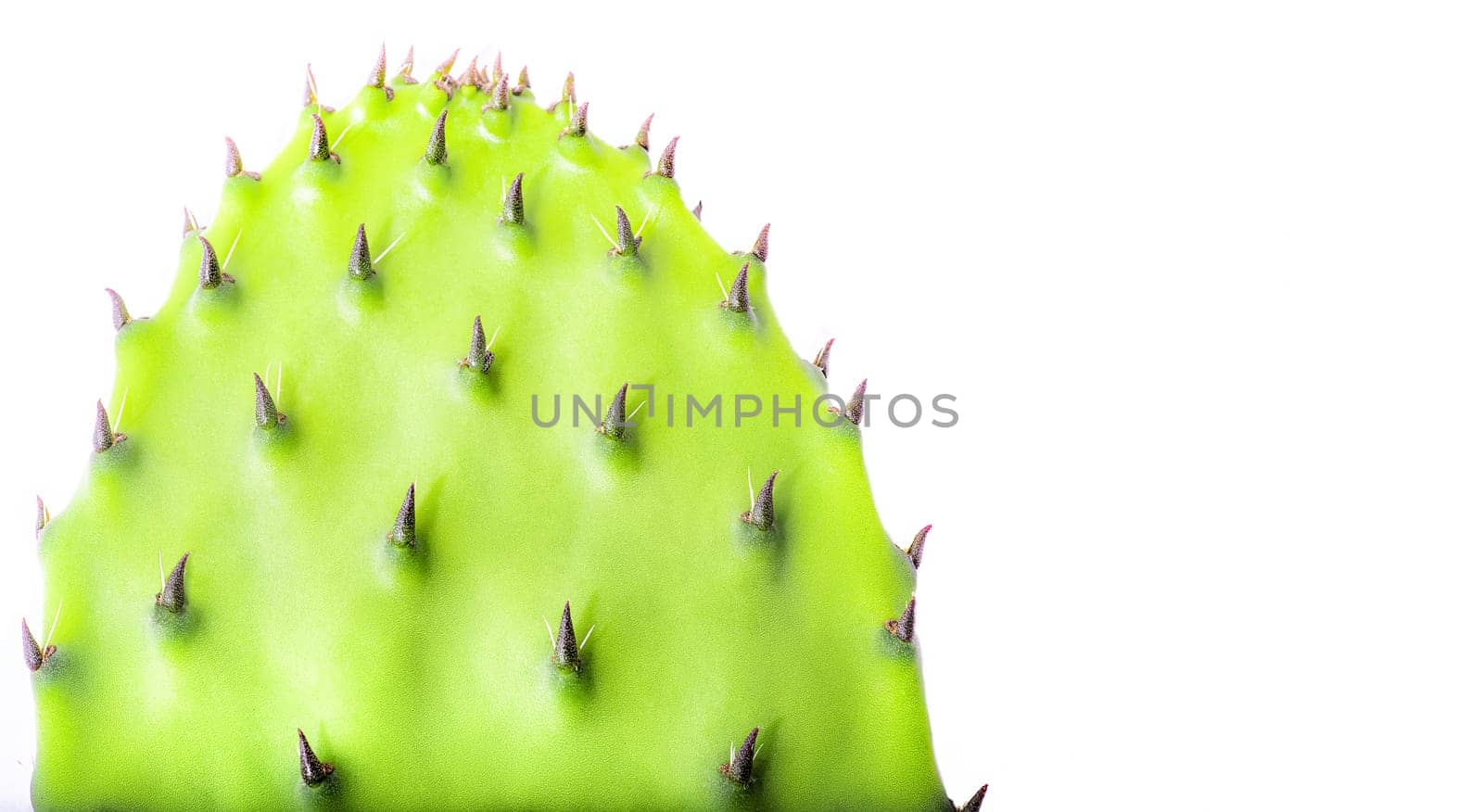 Closeup view of green cactus as a background. Cactus on a white background. Isolate with copy space. Rare thick needles on a cactus.