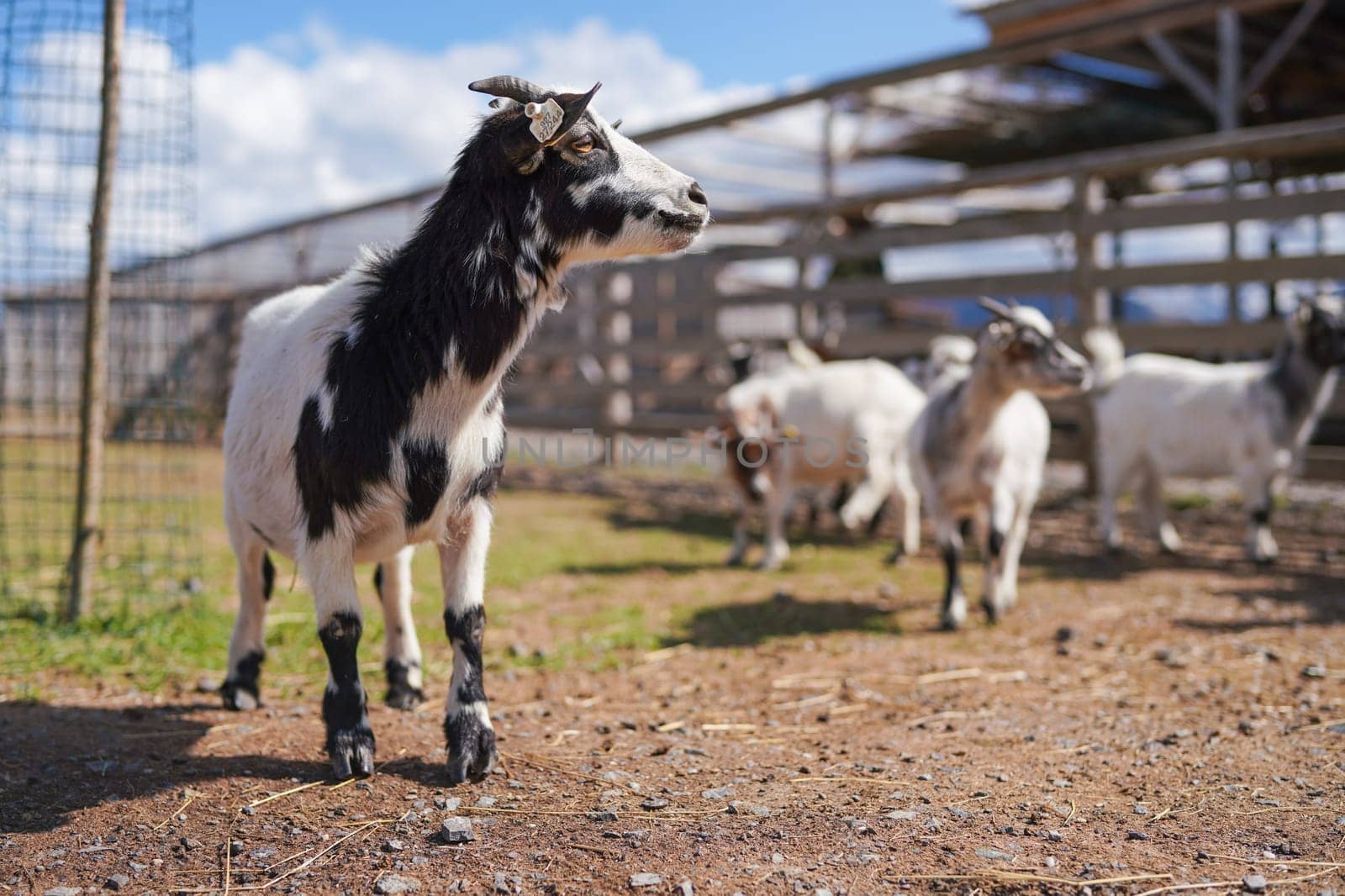 Group of small white and black american pygmy Cameroon goat closeup detail on head with horns, blurred farm with more animals background.
