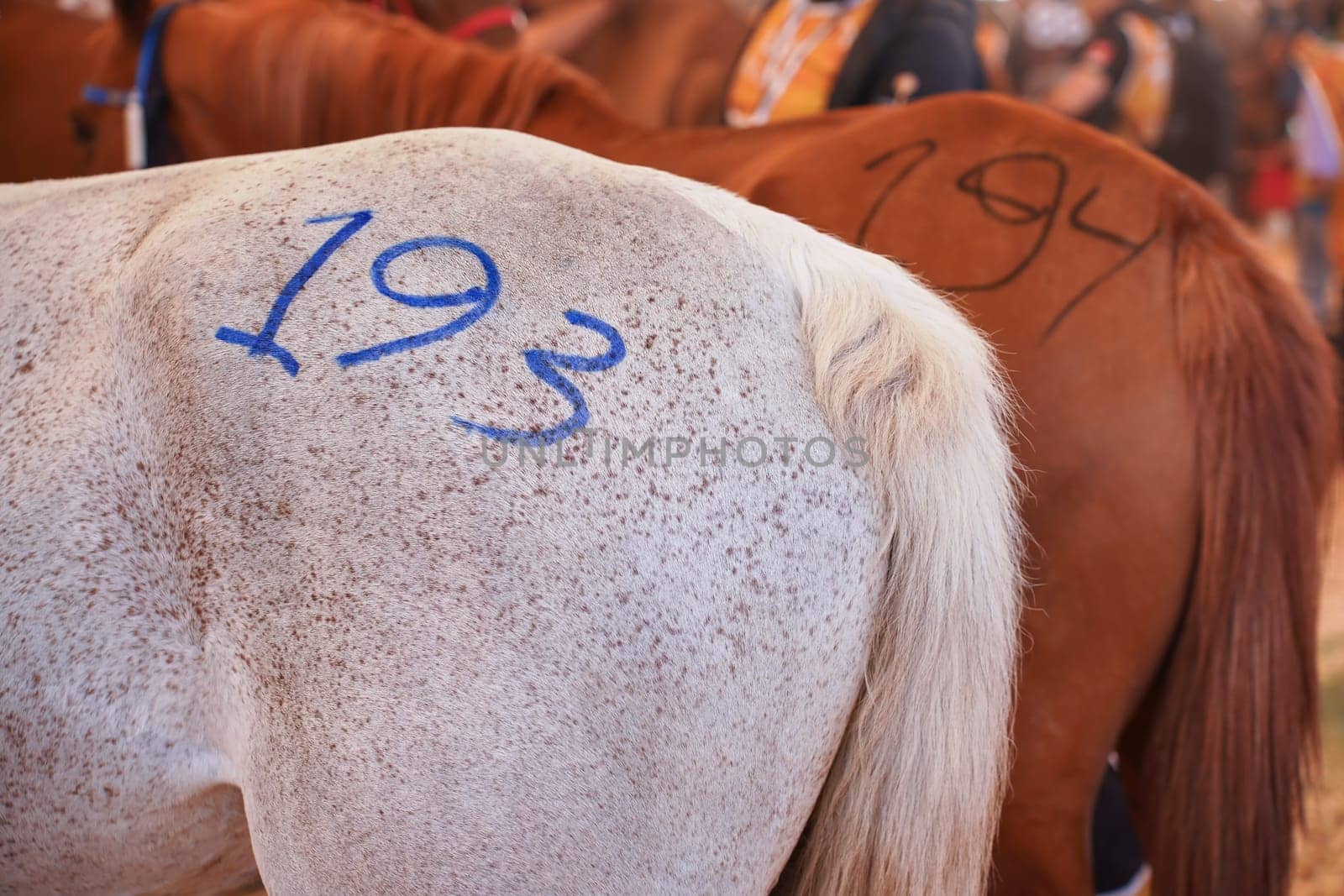 Numbers drawn on horses back during races, closeup detail.