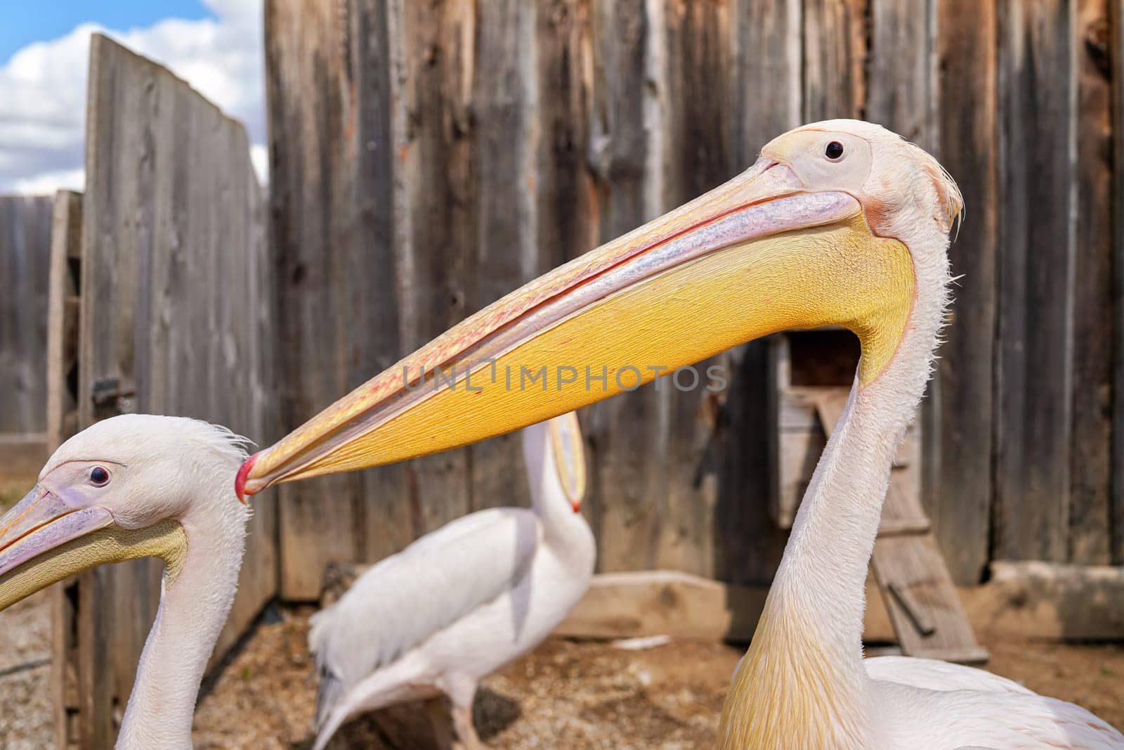 Pelican bird, blurred wooden farm fence background, more birds near, closeup detail to large beak.