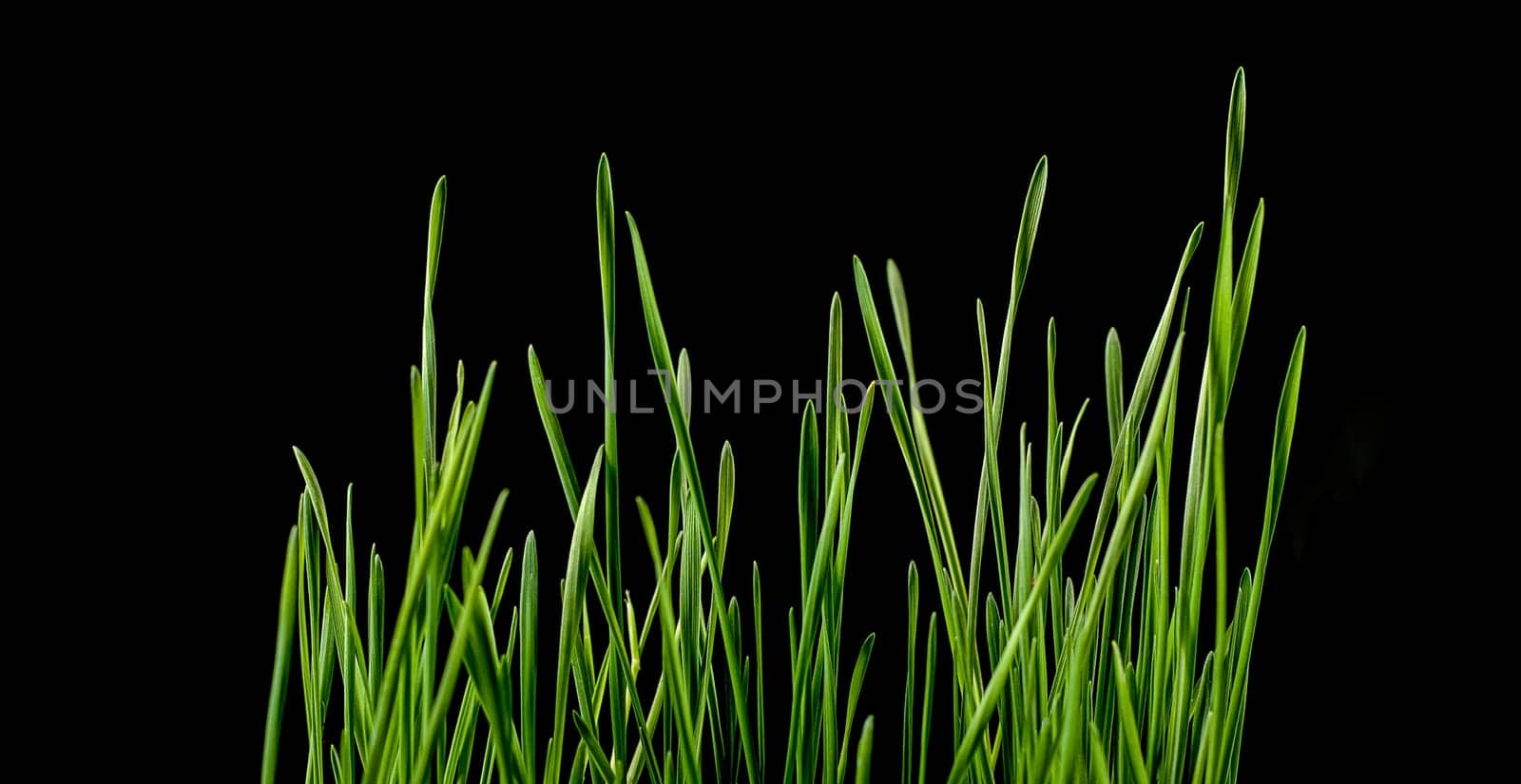 Close up of green grass leaves against black background. by Renisons