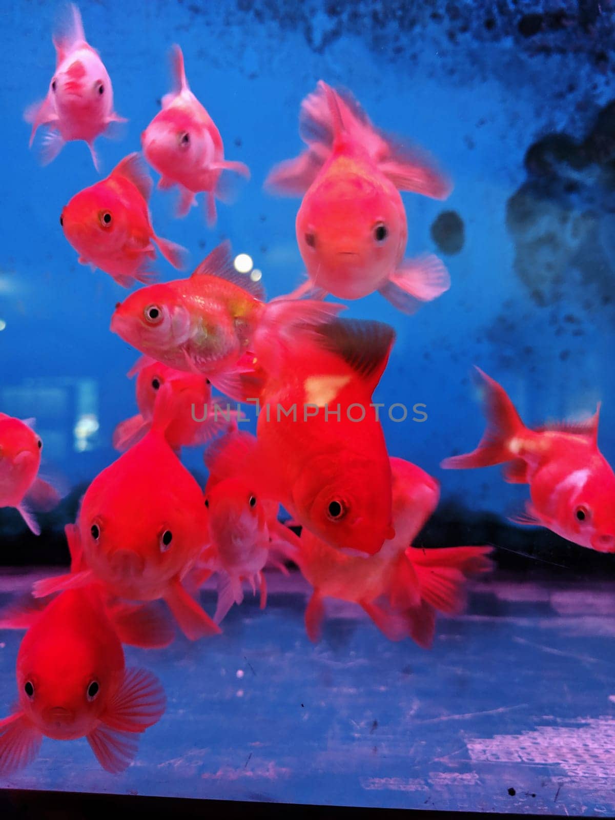 Gold Fishes swimming in fresh water aquarium