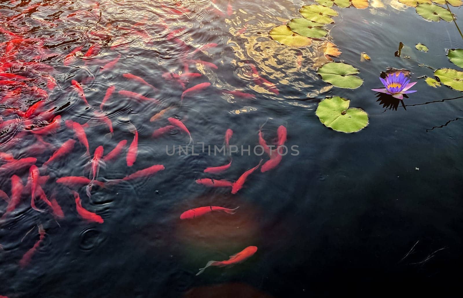 Famous asian fish Koi carp, colored varieties of Amur carp kept for decorative purposes in outdoor koi pond, water garden.