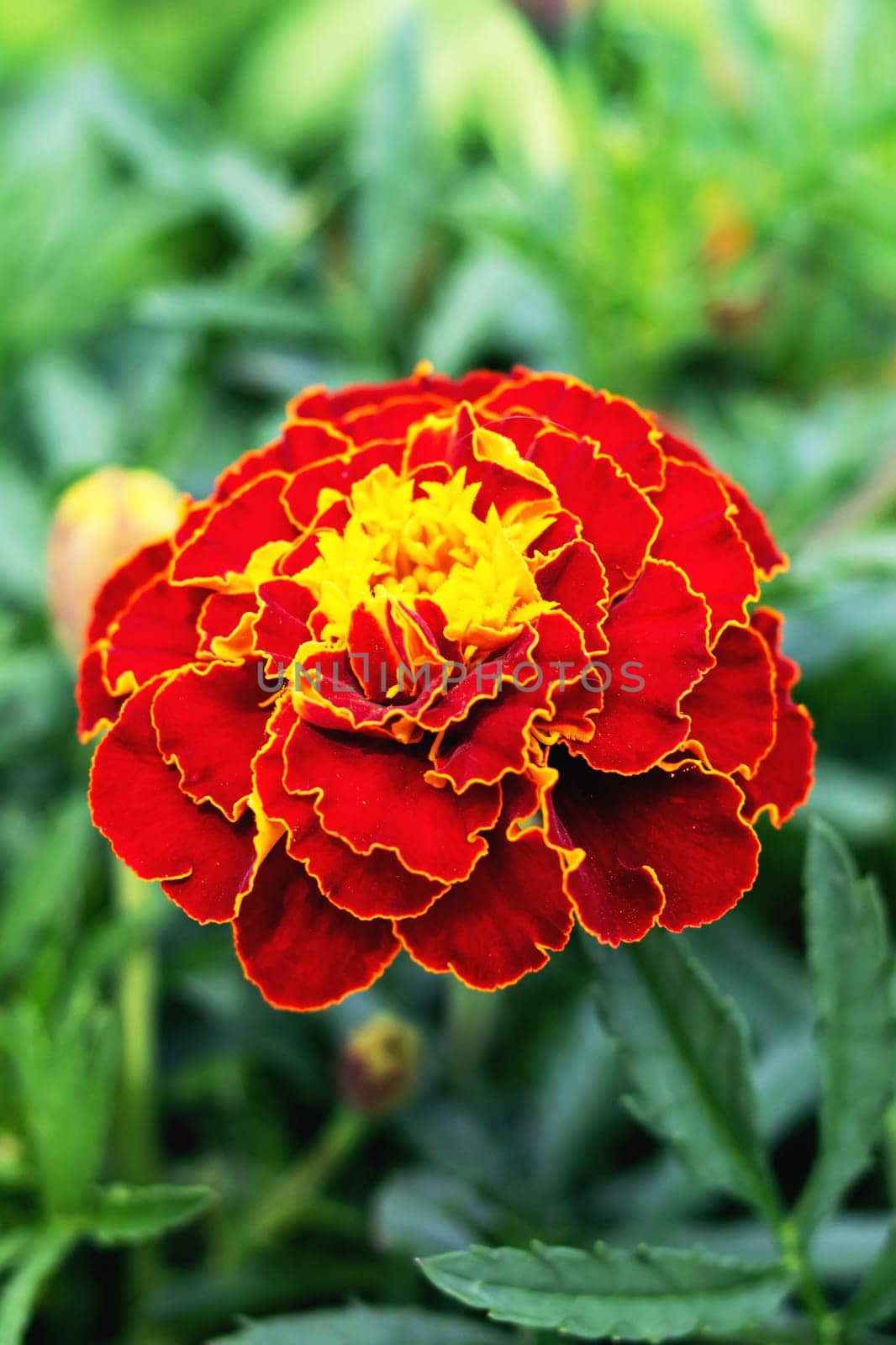 Red marigold flowers among green leaves close up