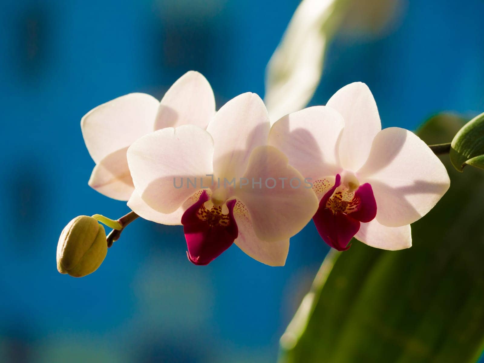 Orchids with beautiful gentel colors are good export business and are naturally beautiful. Orchid flower at winter or sunny spring day for beauty and agriculture concept design. Phalaenopsis orchid.
