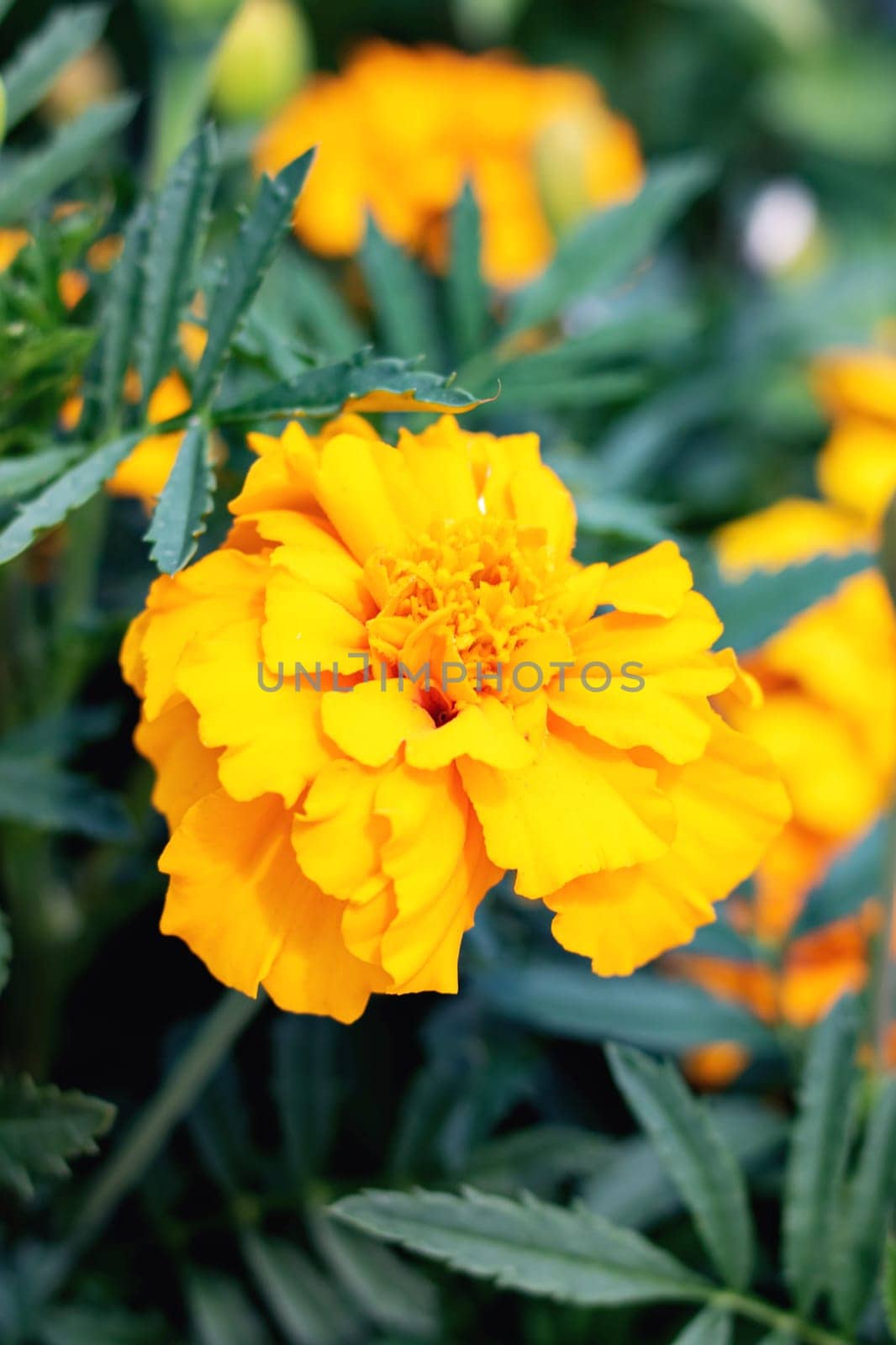 Yellow marigold flowers among green leaves close up