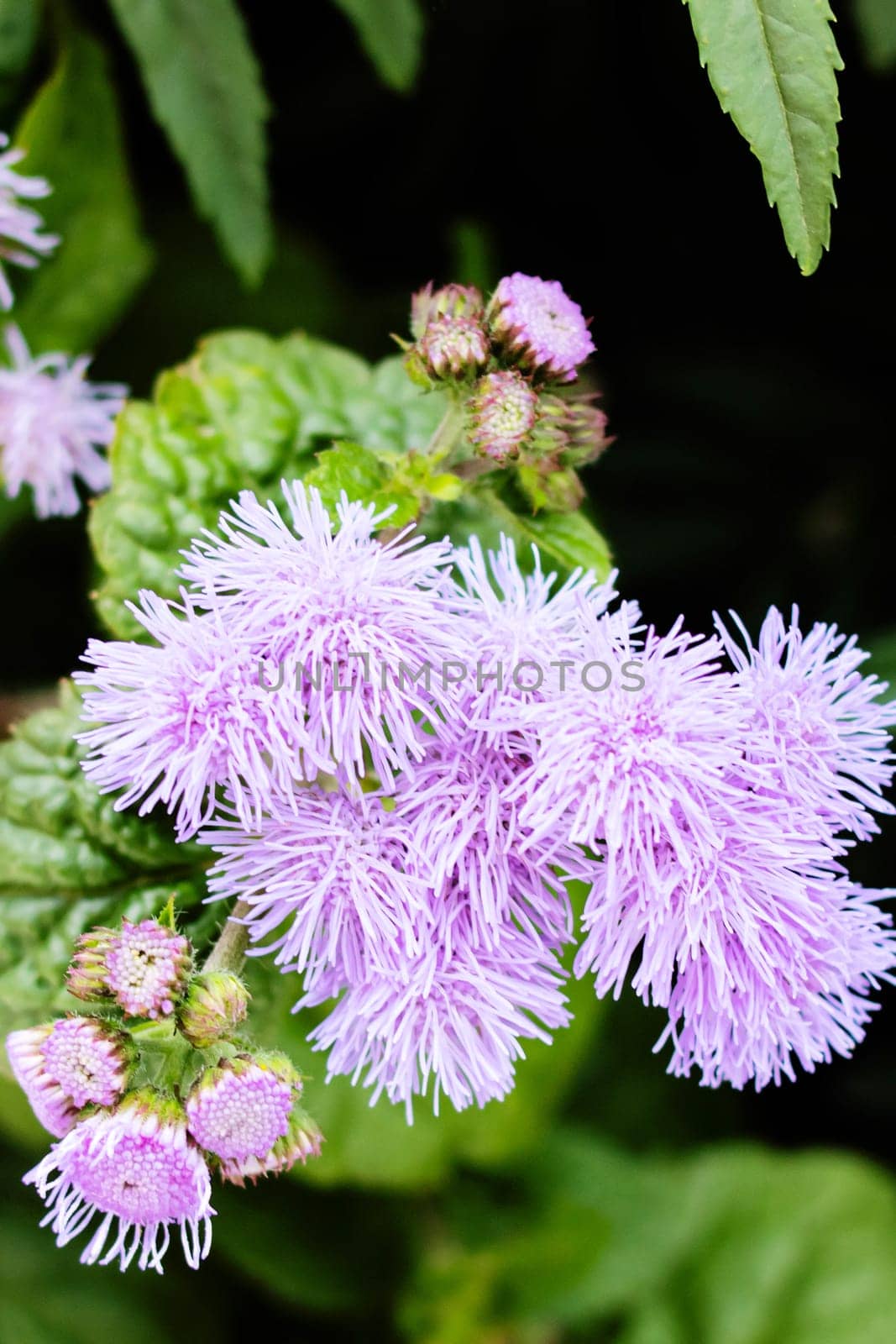 Purple ageratum flowers among green leaves close up