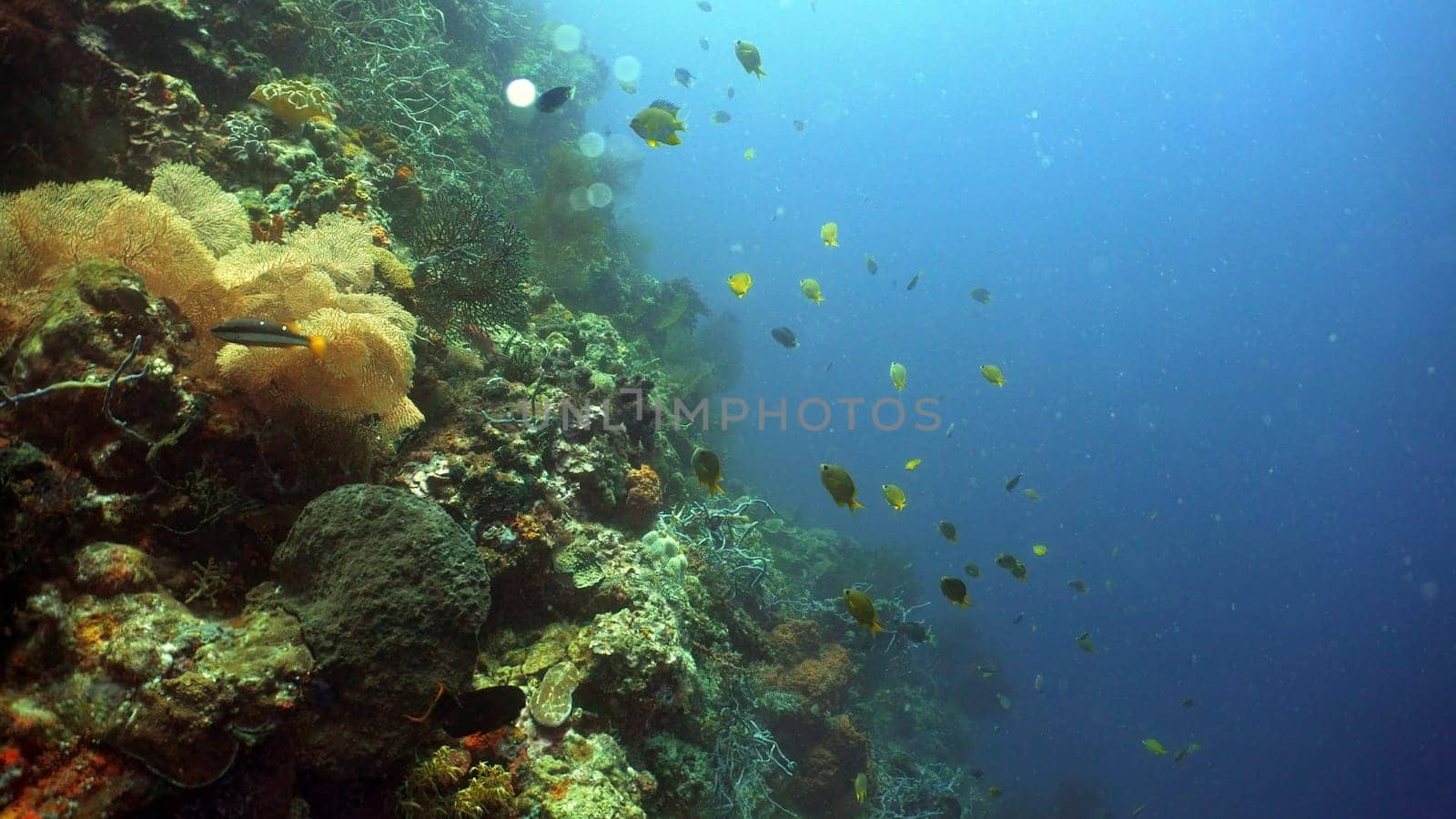 tropical fish and coral reef underwater world diving and snorkeling on coral reef. Hard and soft corals underwater landscape