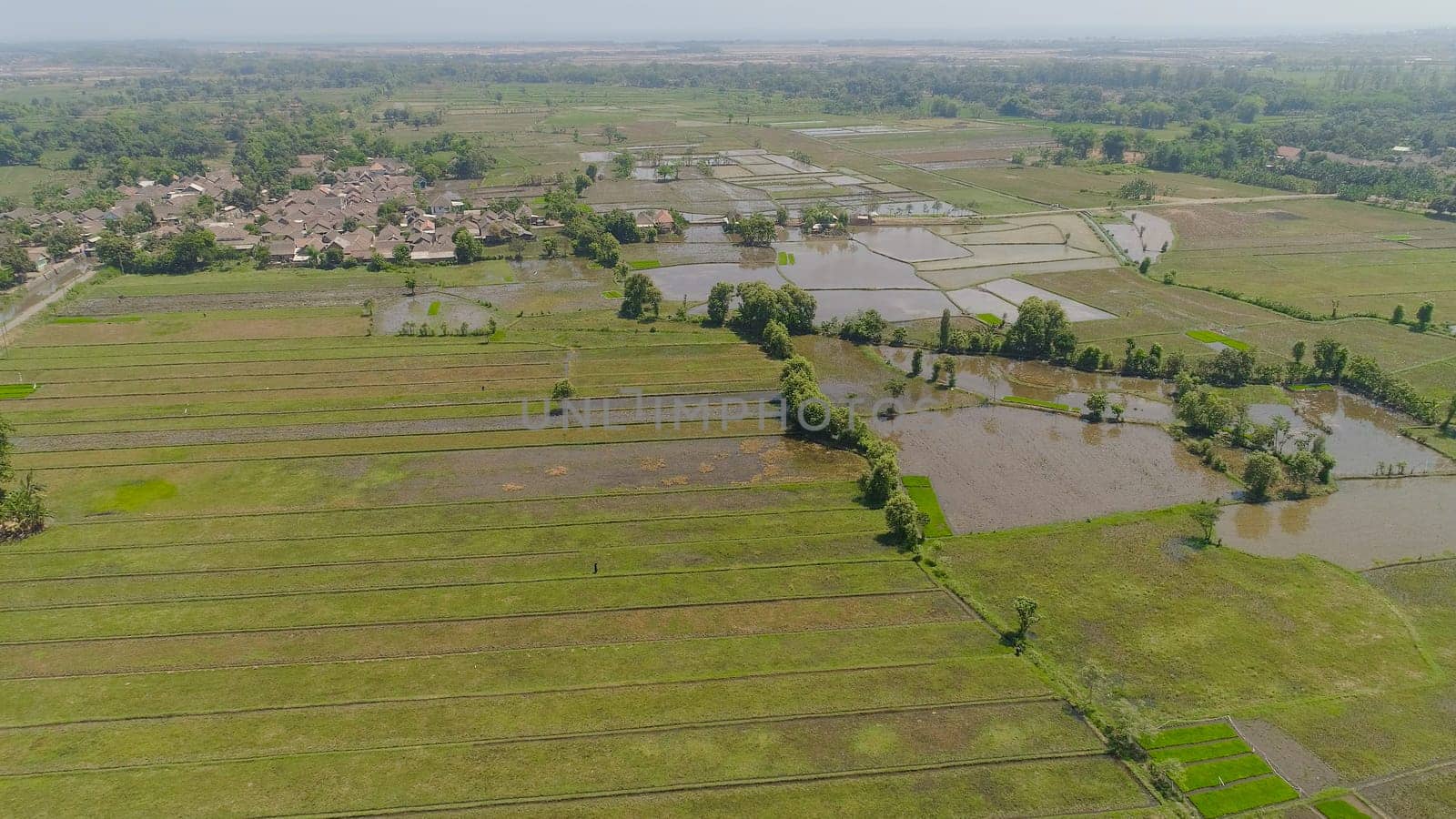 aerial view agricultural land with sown green, rice fields in countryside. farmland with agricultural crops in rural areas Java Indonesia. Land with grown plants of paddy