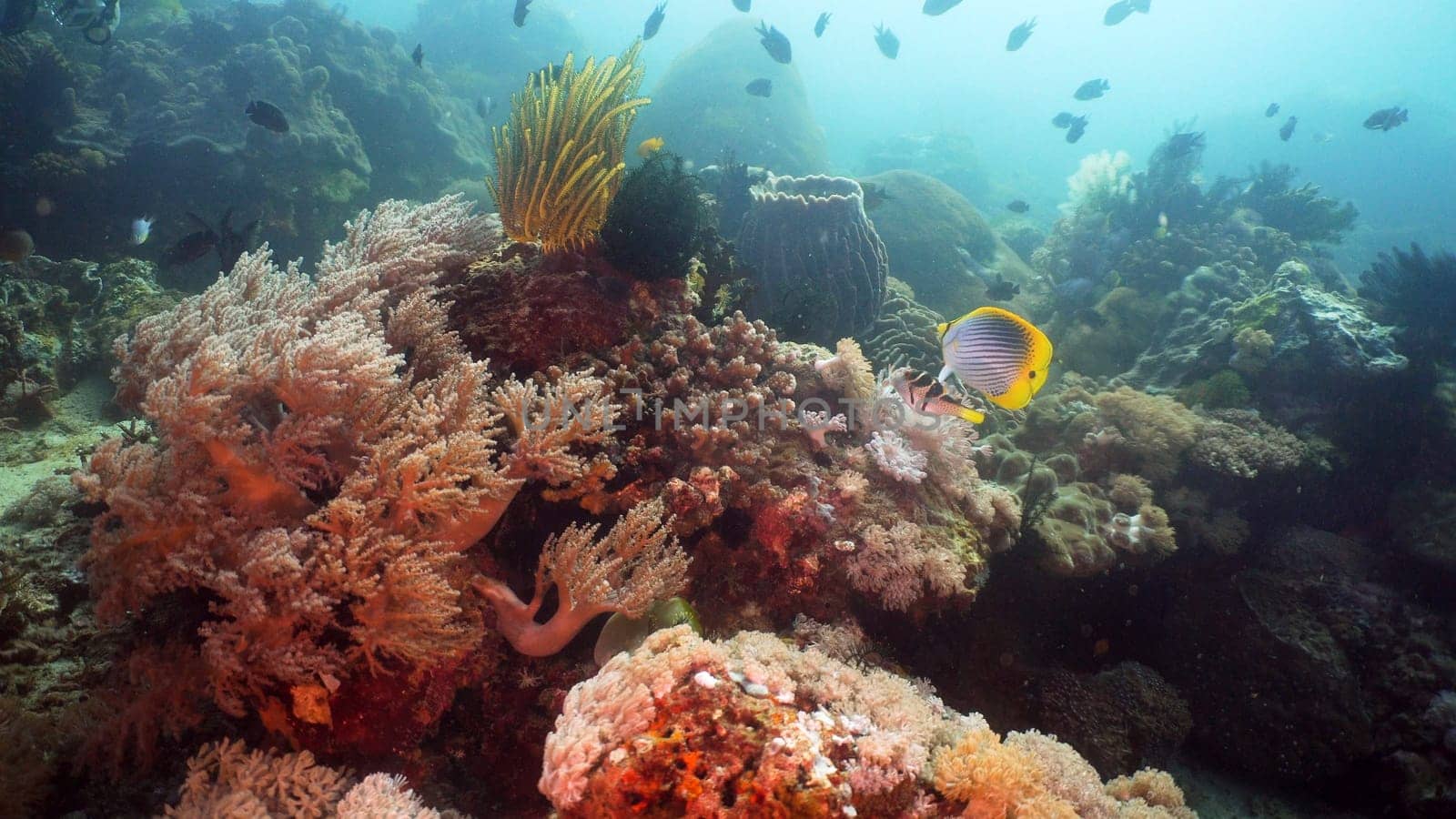 Tropical fish on coral reef at diving. Wonderful and beautiful underwater world with corals and tropical fish. Hard and soft corals. Philippines, Mindoro.