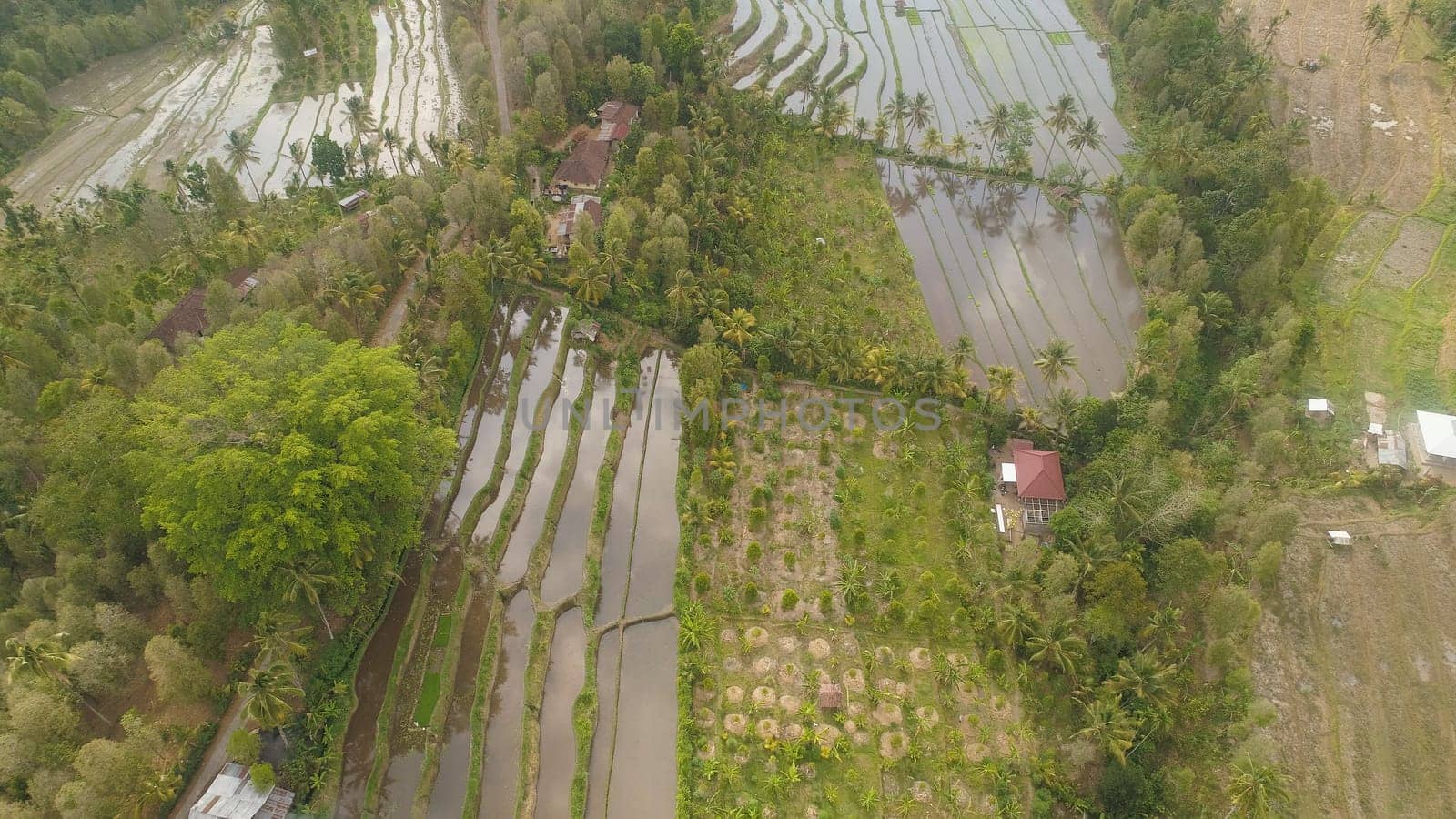 rice fields, agricultural land with fields with crops, trees in mountainside. aerial view farmland with rice terrace agricultural crops in countryside Indonesia