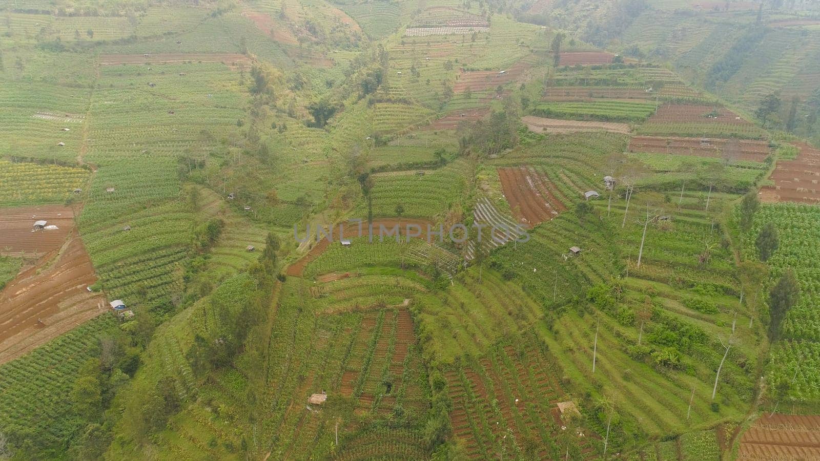 agricultural land in mountains fields with crops, trees. Aerial view farmlands on mountainside Java, Indonesia. tropical landscape