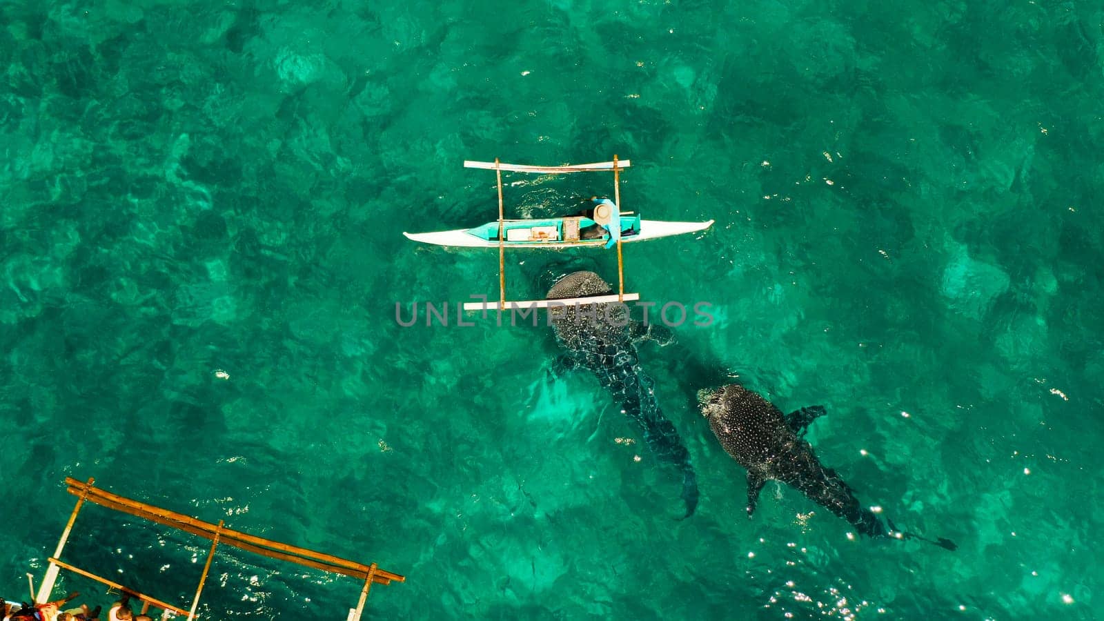 Oslob Whale Shark Watching in Philippines, Cebu Island. by Alexpunker