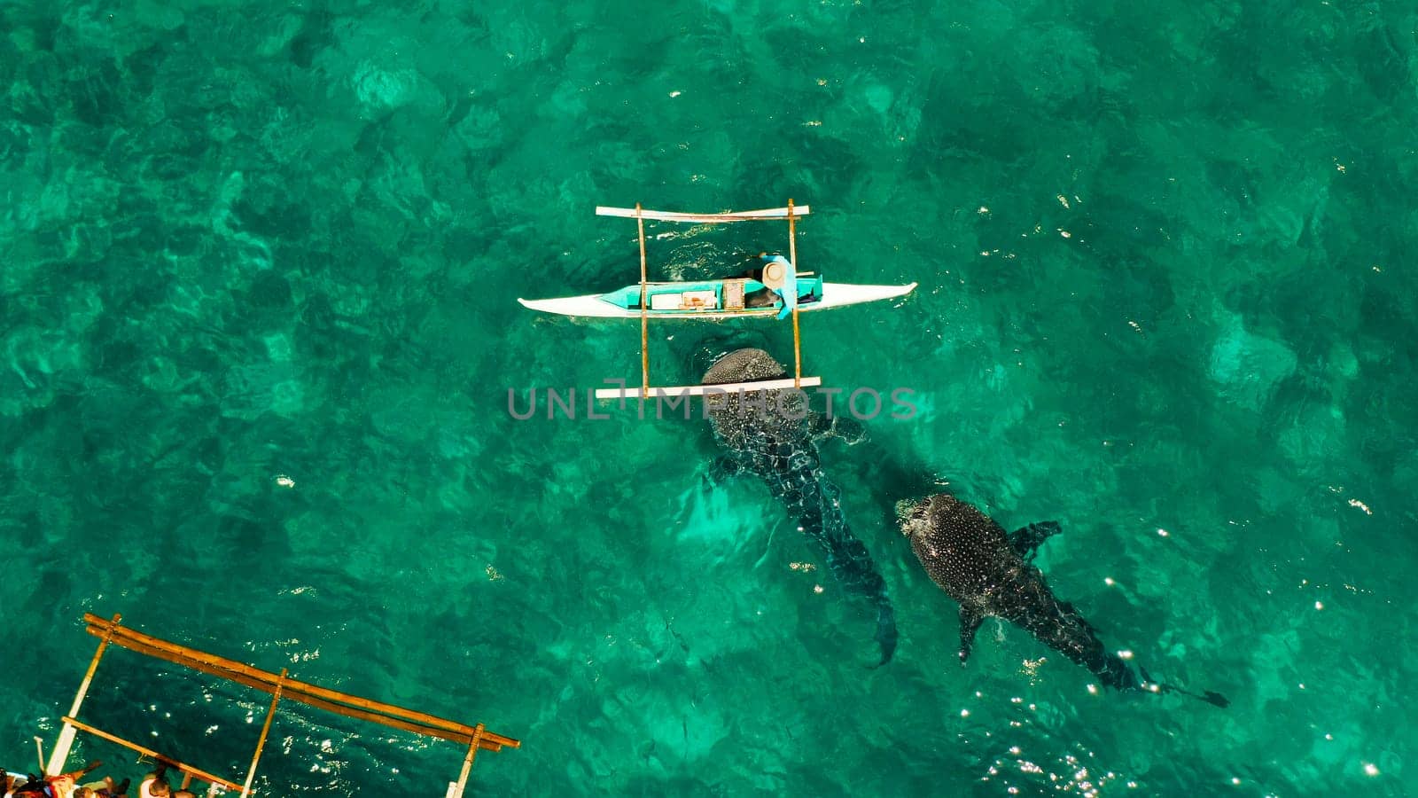 Tourists are watching whale sharks in the town of Oslob, Philippines, aerial view. Summer and travel vacation concept