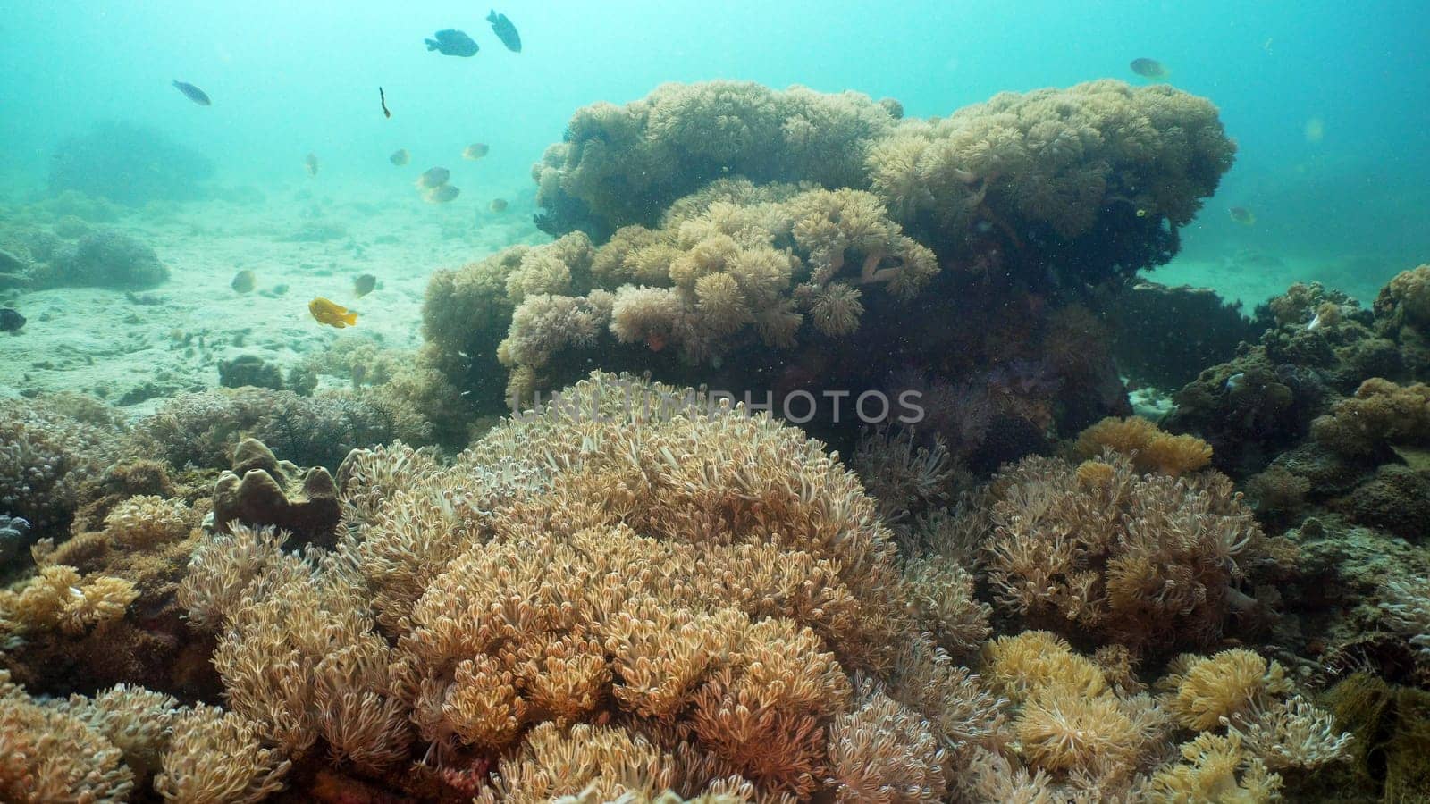 Fish and coral reef at diving. Wonderful and beautiful underwater world with corals and tropical fish. Hard and soft corals. Philippines, Mindoro. Diving and snorkeling in the tropical sea.