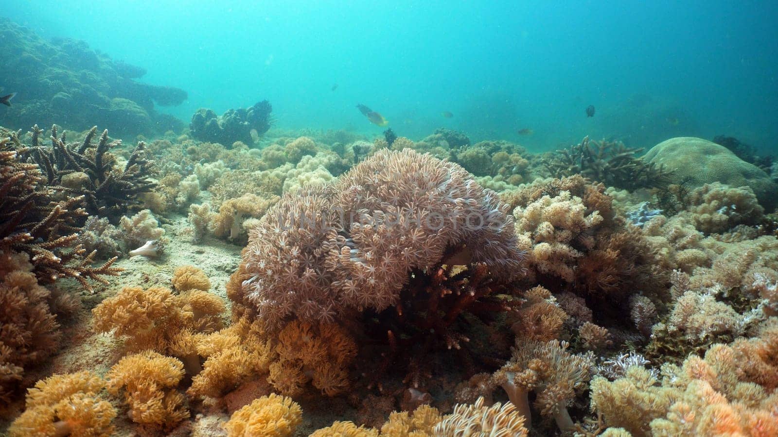 Fish and coral reef at diving. Wonderful and beautiful underwater world with corals and tropical fish. Hard and soft corals. Philippines, Mindoro. Diving and snorkeling in the tropical sea.