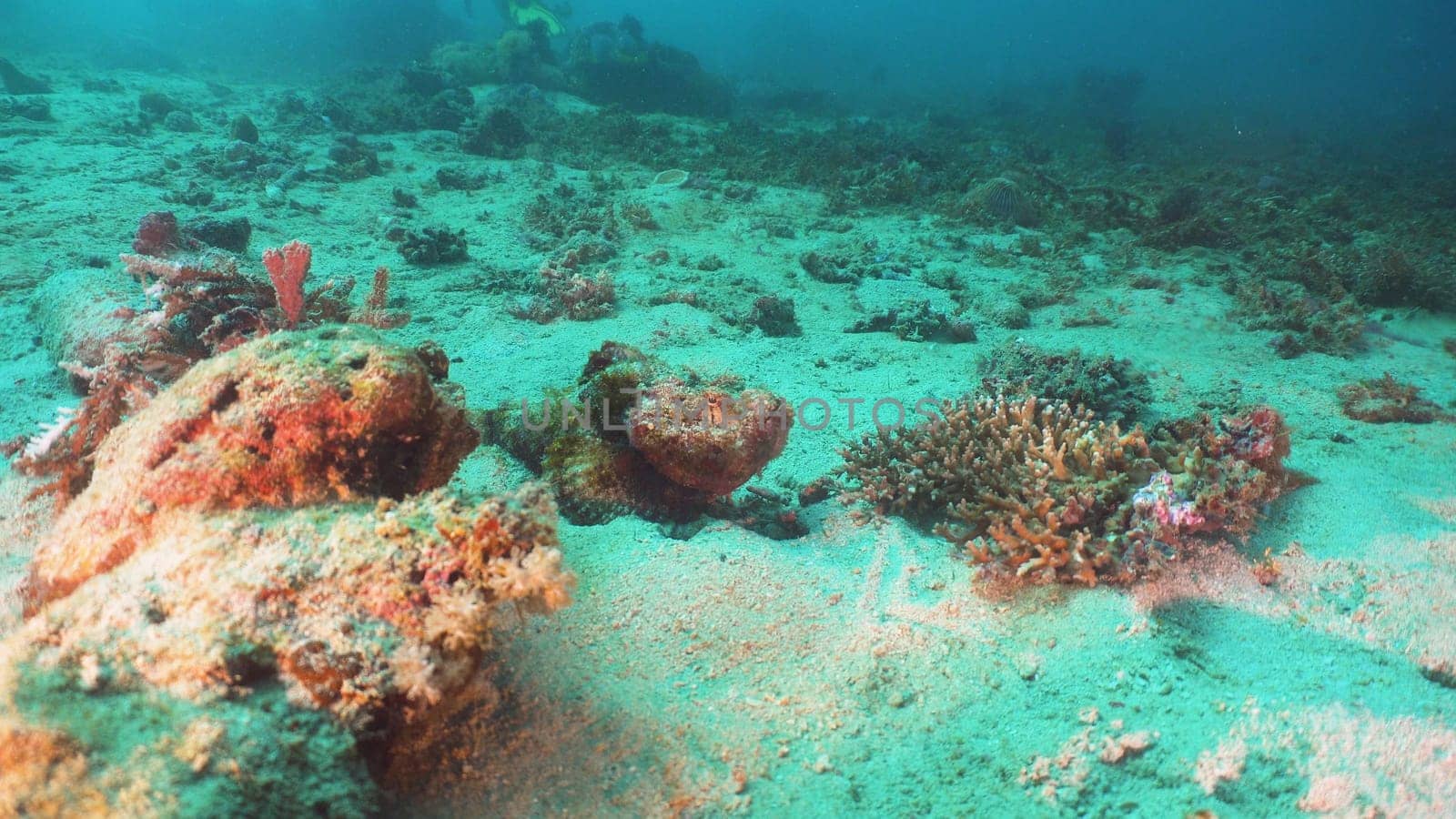Scorpionfish camouflaged on coral reef. Dive, underwater world, corals and tropical fish. Diving and snorkeling in the tropical sea. Philippines, Mindoro.
