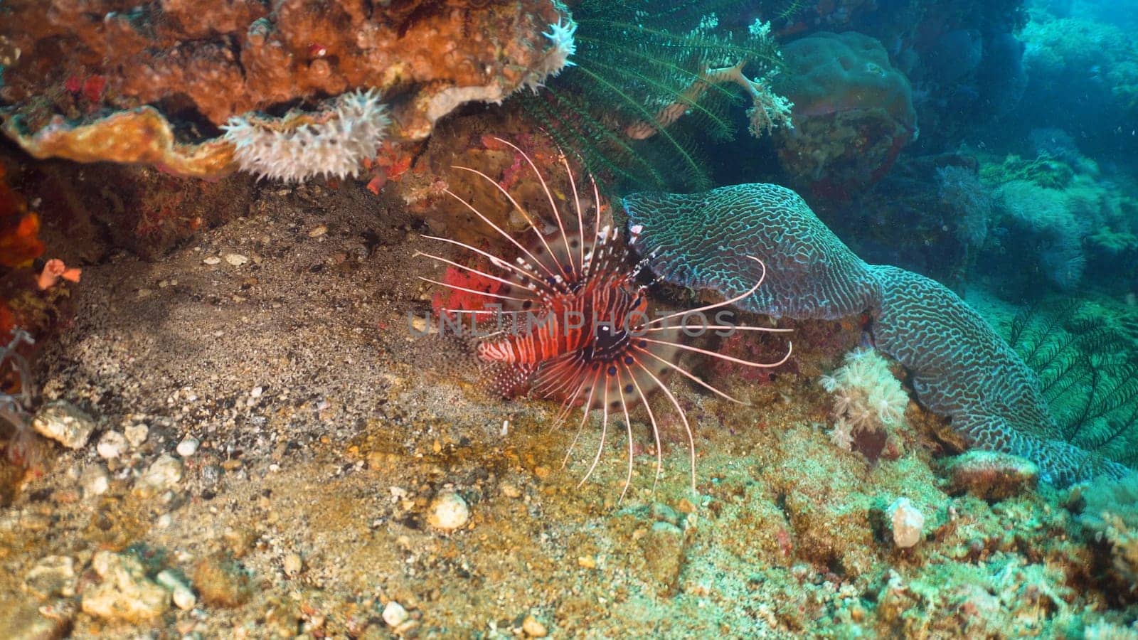 Lionfish on coral reef. Dive, underwater world, corals and tropical fish. Philippines, Mindoro. Diving and snorkeling in the tropical sea. Travel concept.