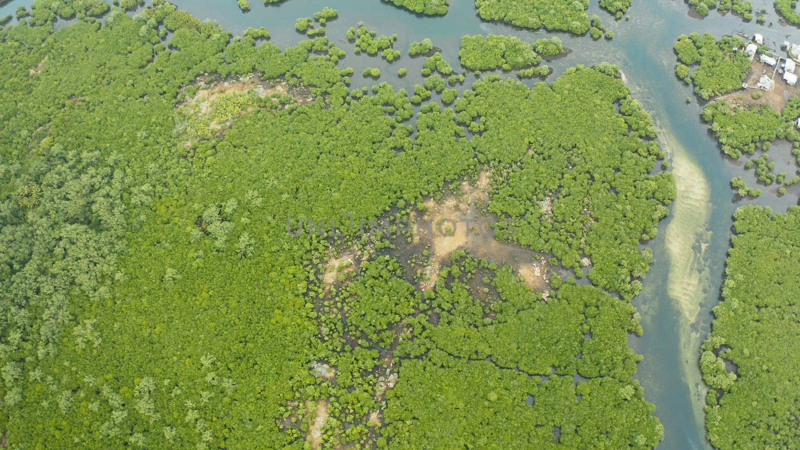 Aerial view of rivers in tropical mangrove forests. Mangrove landscape, Siargao,Philippines.