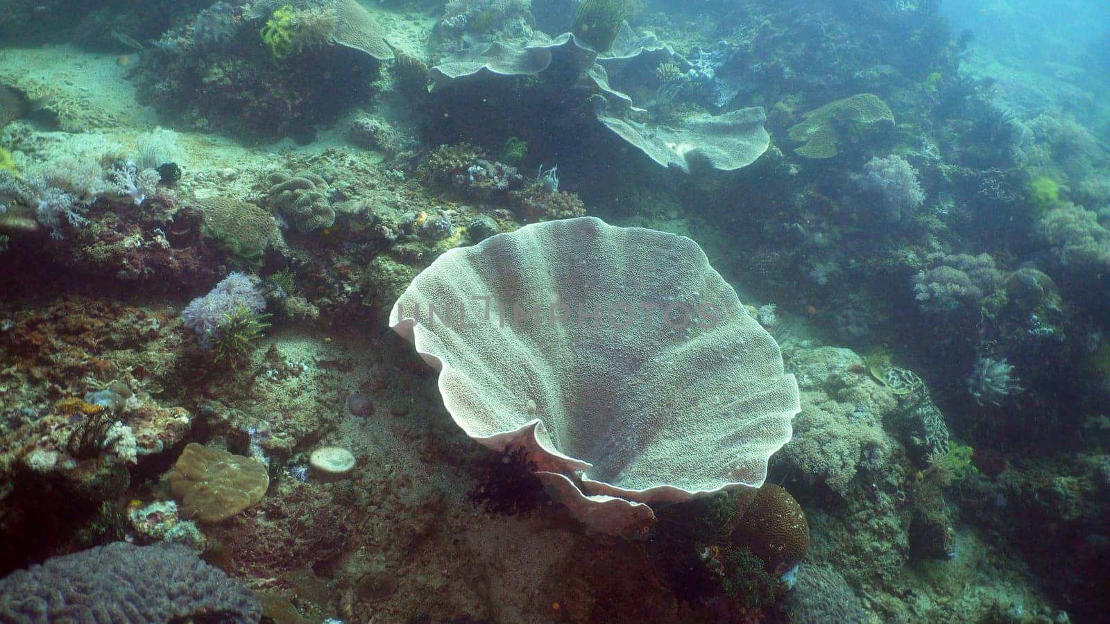 Beautiful soft coral in tropical sea. Wonderful and beautiful underwater world with corals. Philippines, Mindoro.