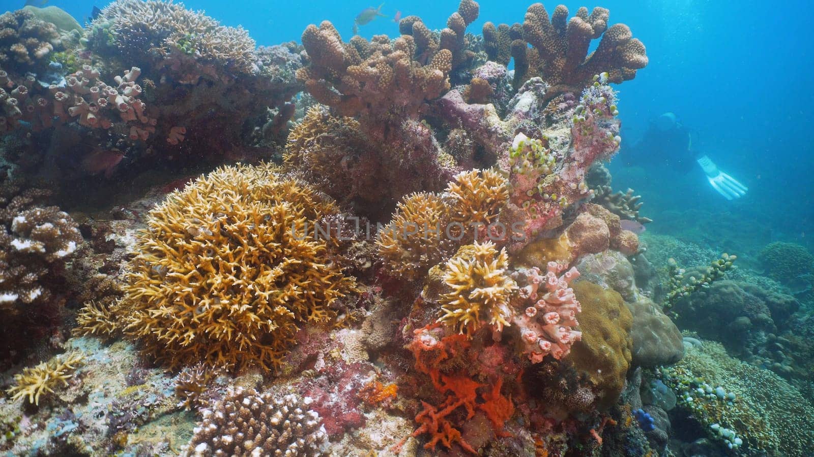 Beautiful soft coral in tropical sea. Wonderful and beautiful underwater world with corals. Philippines, Mindoro.