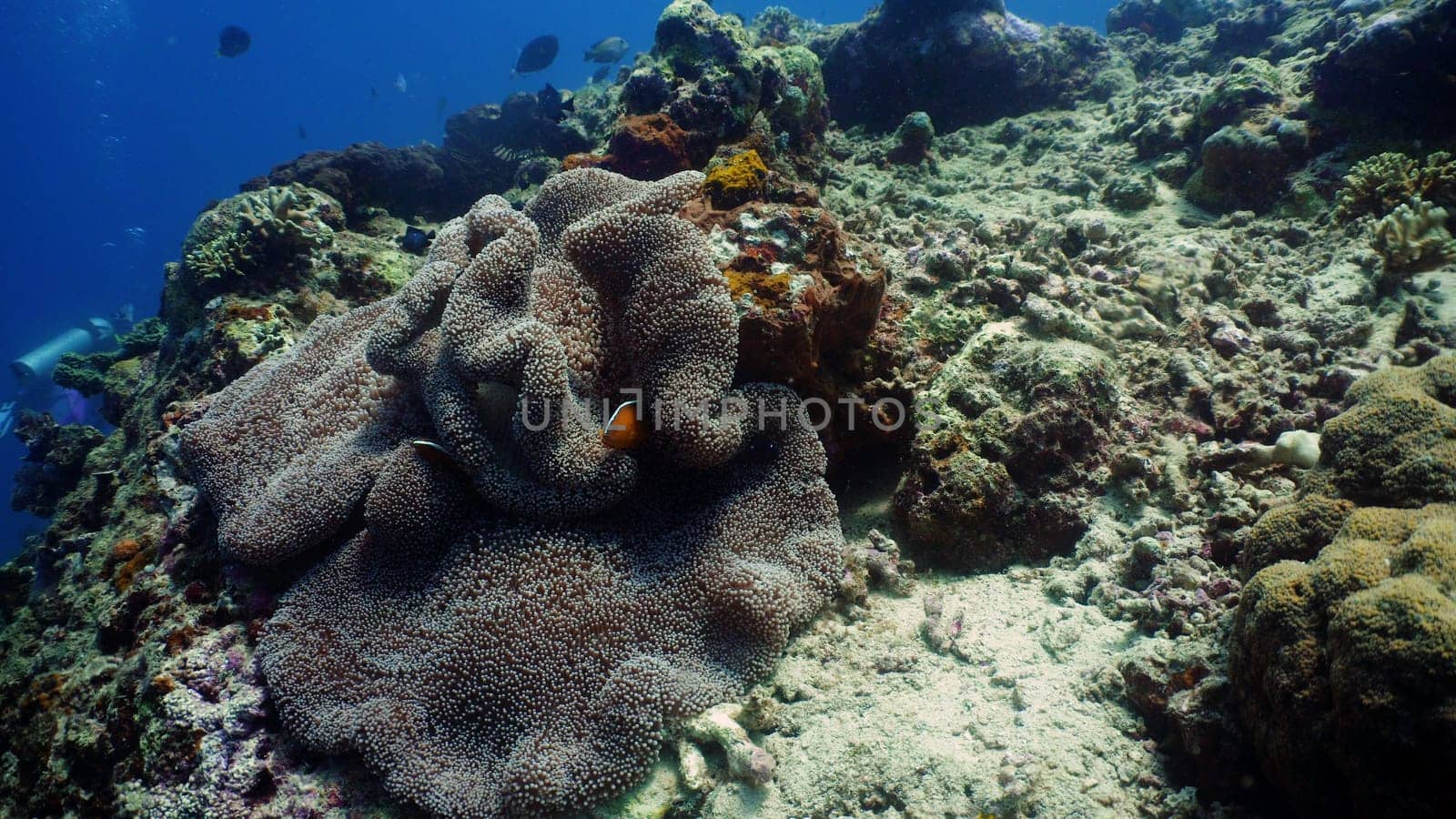 Clown anemonefish on coral reef, tropical fish. underwater world diving and snorkeling on coral reef. Hard and soft corals underwater landscape