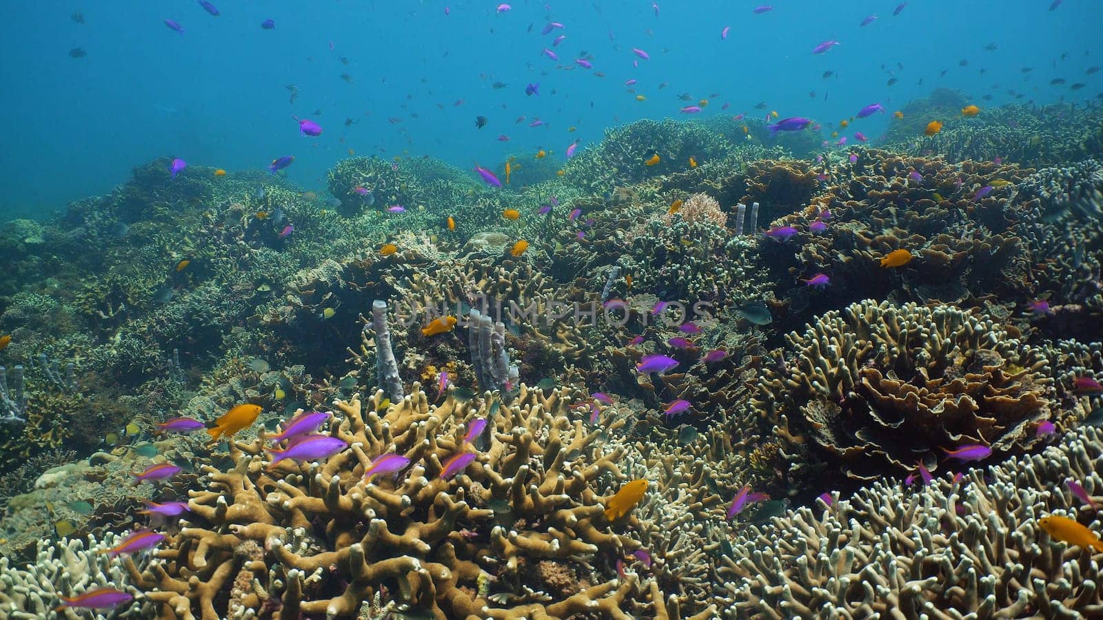 Tropical fishes and coral reef at diving. Underwater world with corals and tropical fishes. Camiguin, Philippines.