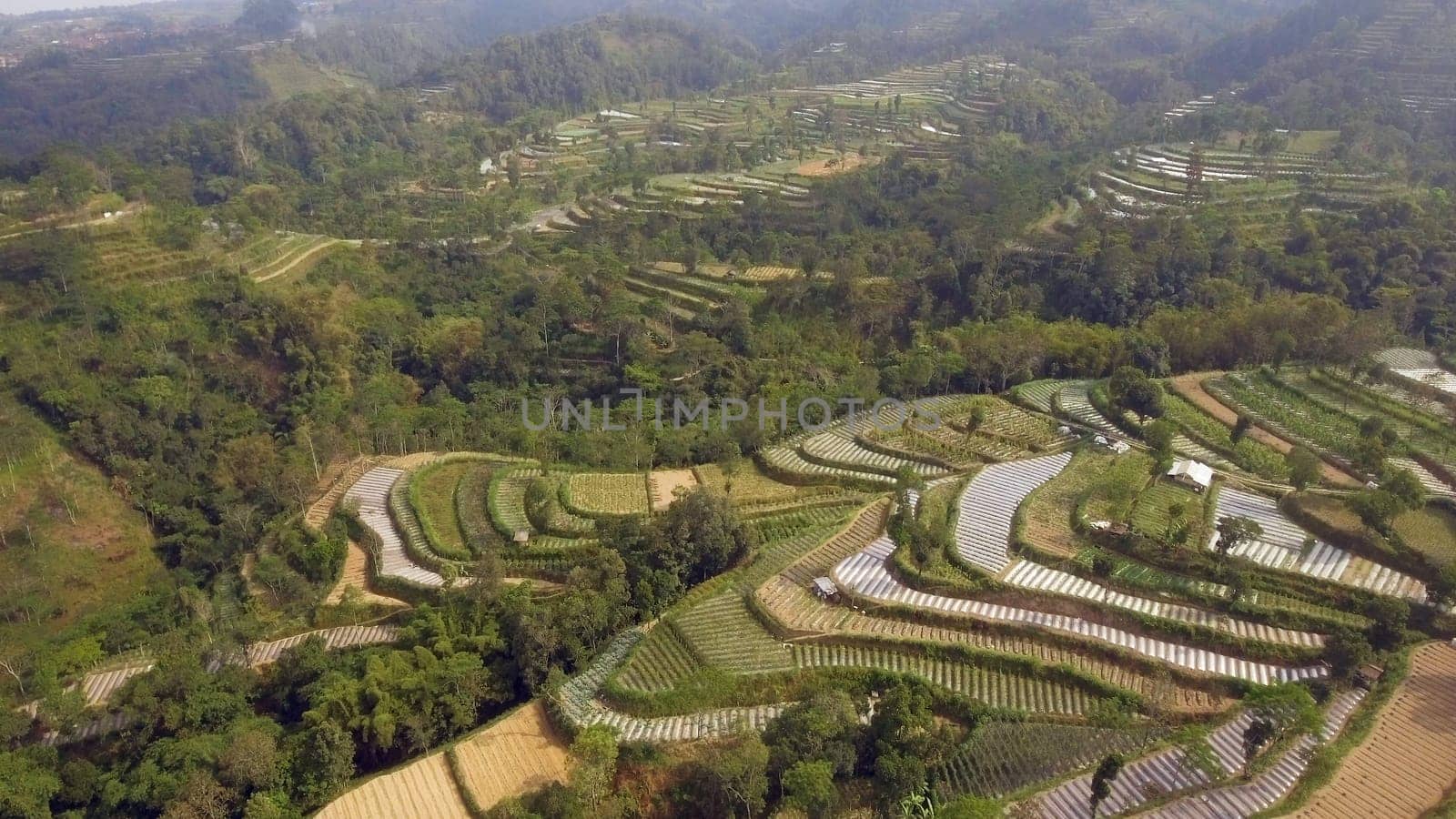 agricultural land in mountains rice terraces, fields with crops, trees. Aerial view farmlands on mountainside Java, Indonesia. tropical landscape