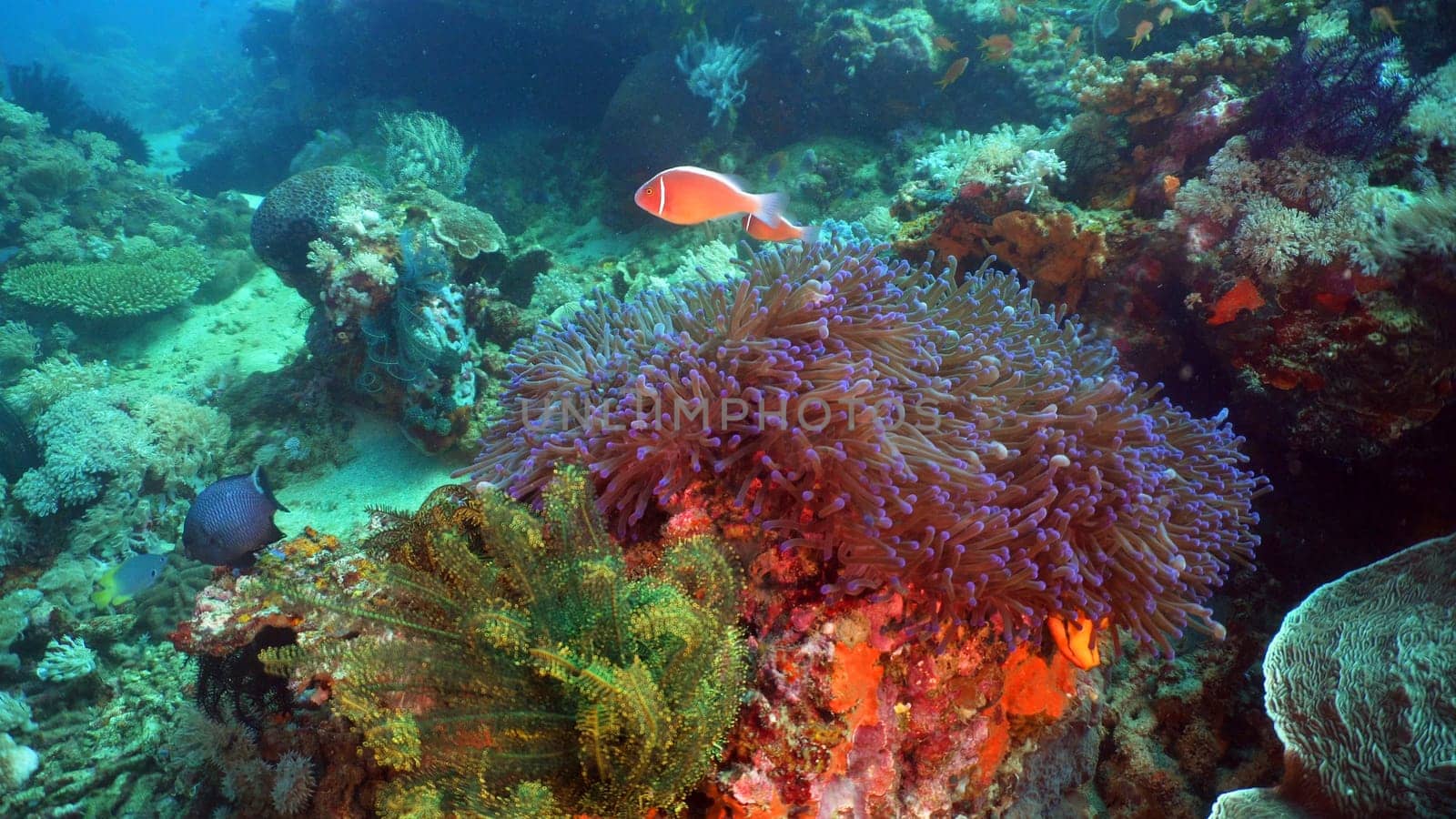 Clown Anemonefish in actinia on coral reef. Amphiprion percula. Mindoro. Underwater coral garden with anemone and clownfish. Philippines