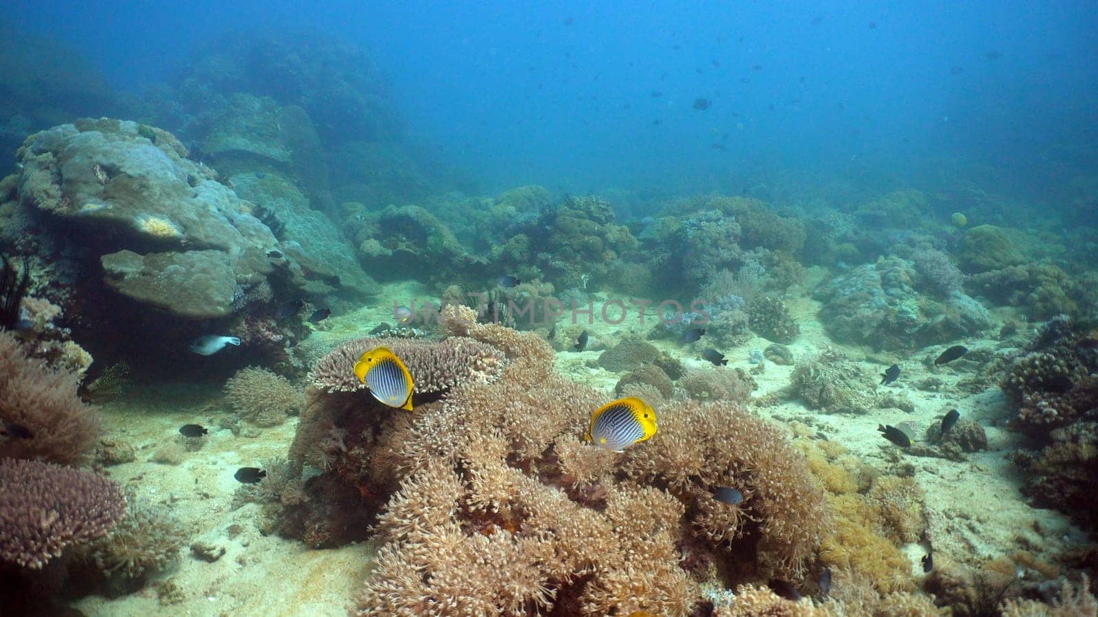 Fish and coral reef at diving. Wonderful and beautiful underwater world with corals and tropical fish. Hard and soft corals. Philippines, Mindoro. Diving and snorkeling in the tropical sea.