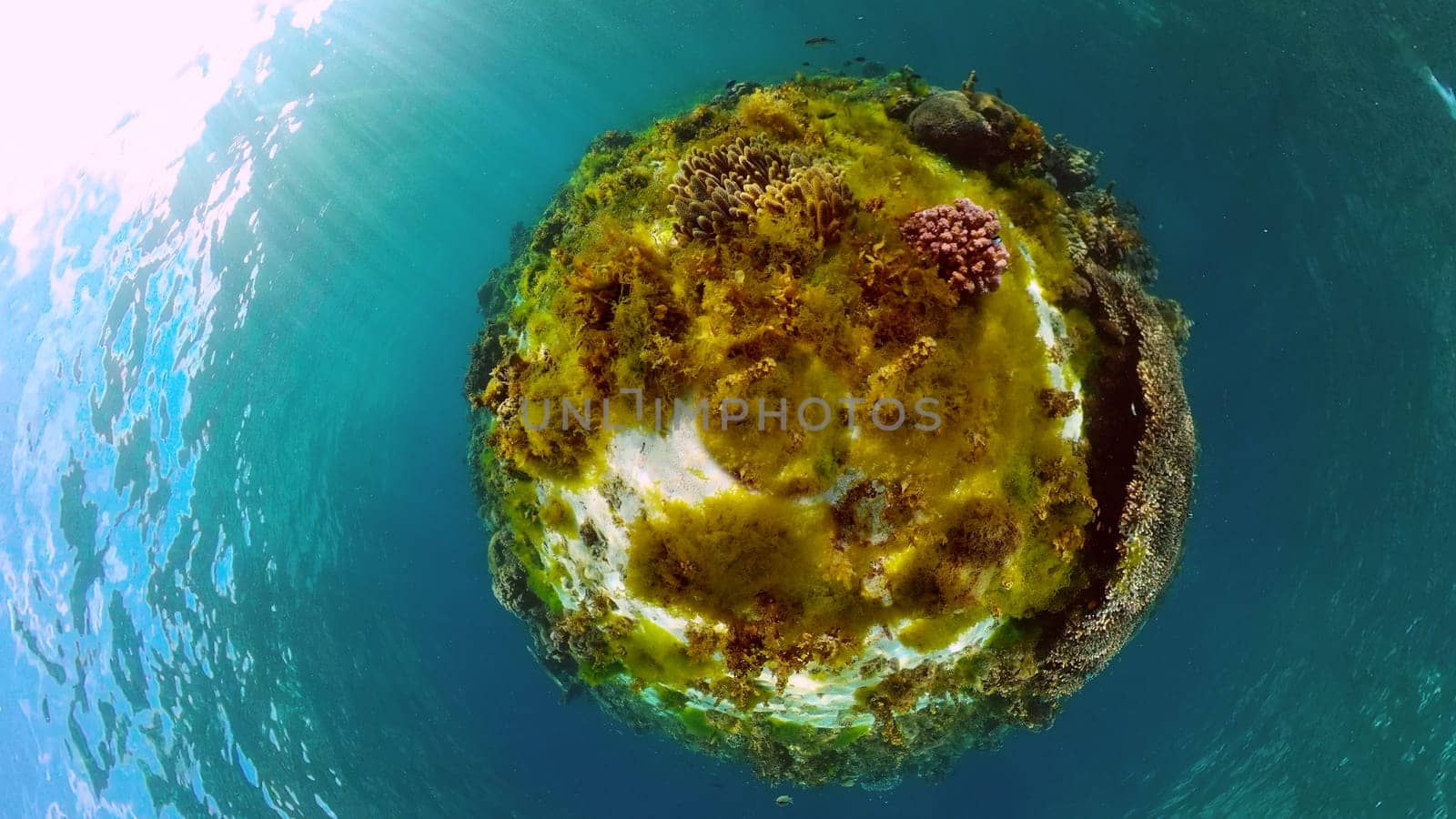Tropical fishes and coral reef at diving. Underwater world with corals and tropical fishes. Philippines.