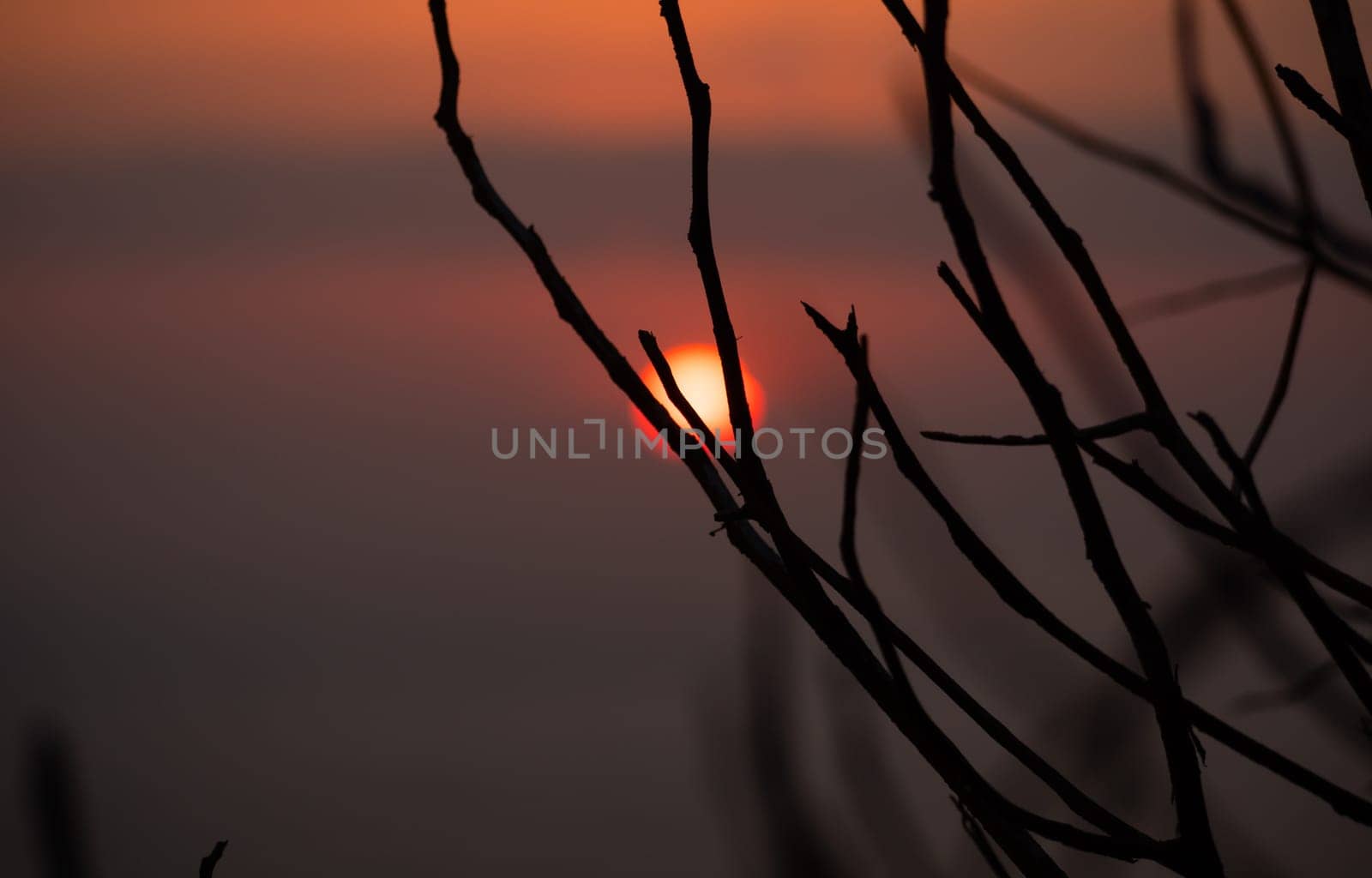 sun through tree branches. Sunset, sunrise with clouds. orange skies and sun
