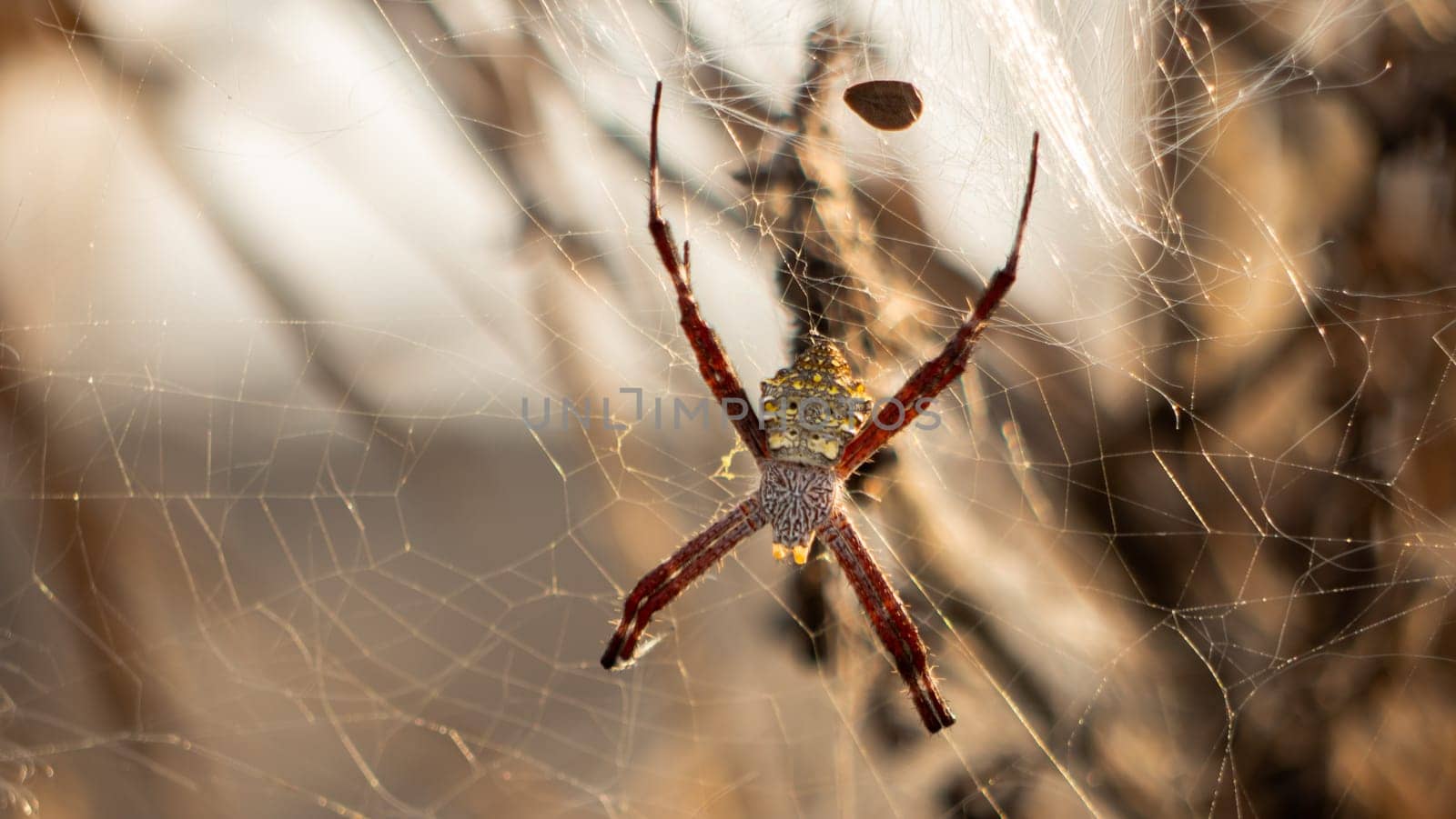 tropical spider on web insect hunting. spider predator on the web