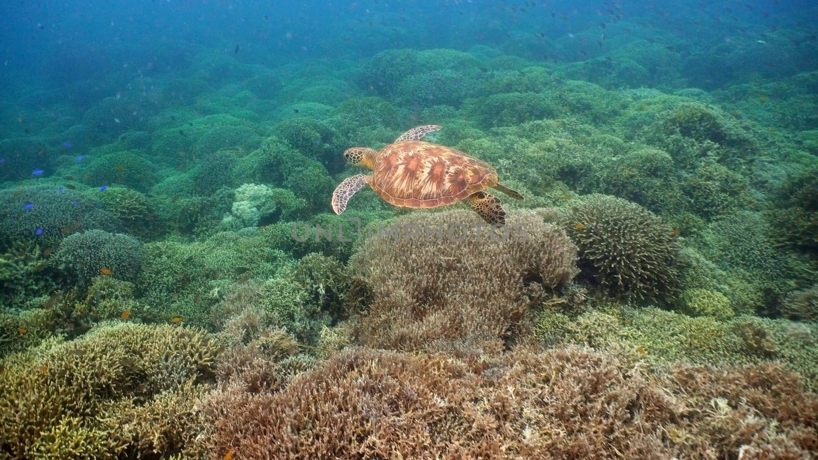 Sea turtle swimming underwater over corals. Sea turtle moves its flippers in the ocean under water. Wonderful and beautiful underwater world. Diving and snorkeling in the tropical sea. Philippines.