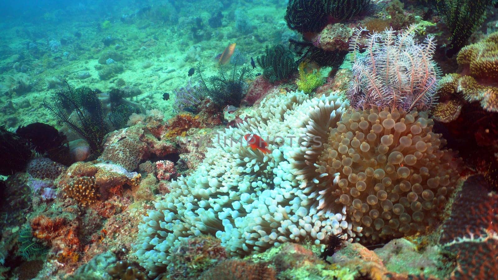 Clown Anemonefish in actinia on coral reef. Amphiprion percula. Mindoro. Underwater coral garden with anemone and clownfish. Philippines
