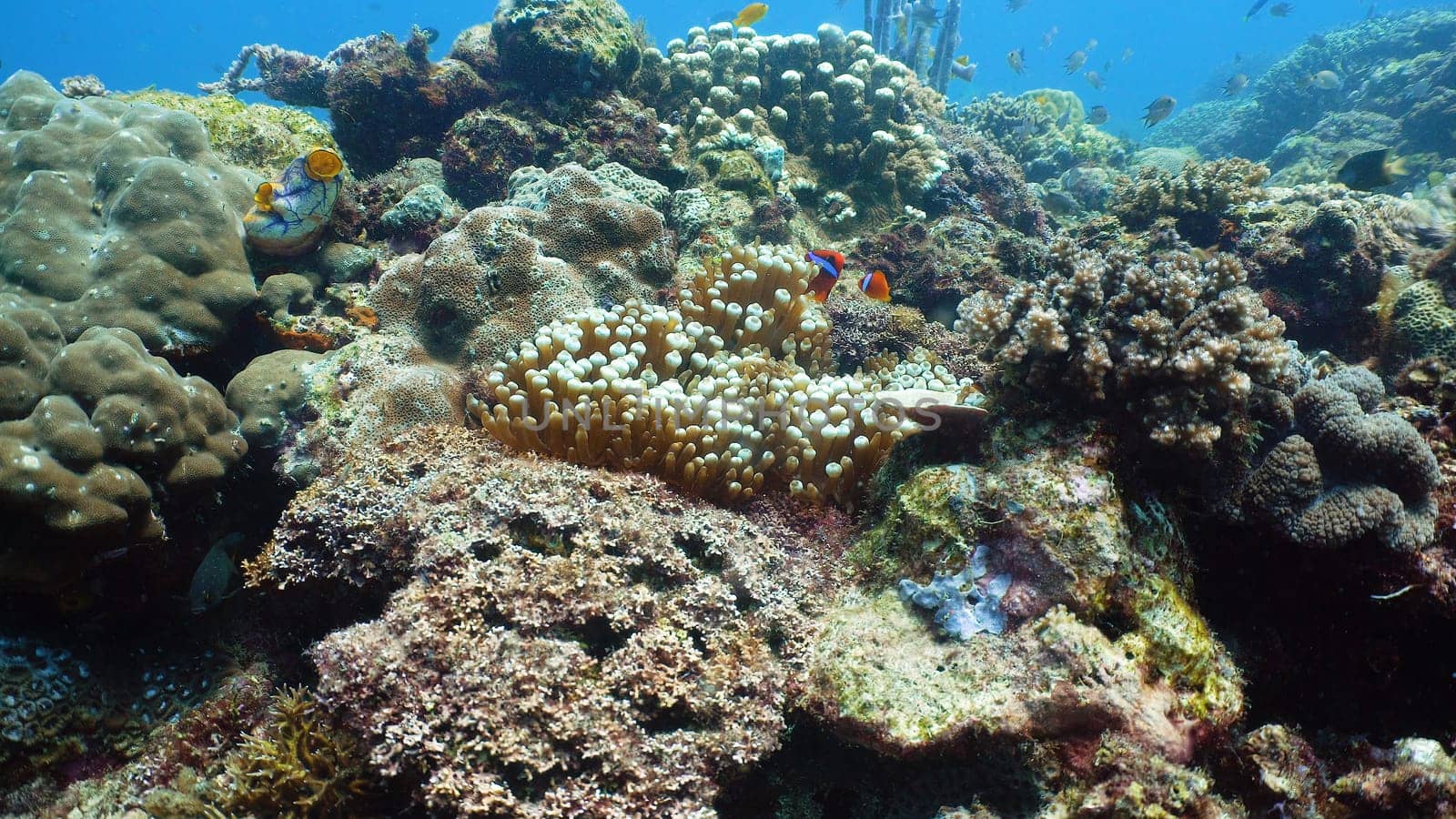 Tropical fishes and coral reef, underwater footage. Seascape under water. Camiguin, Philippines.