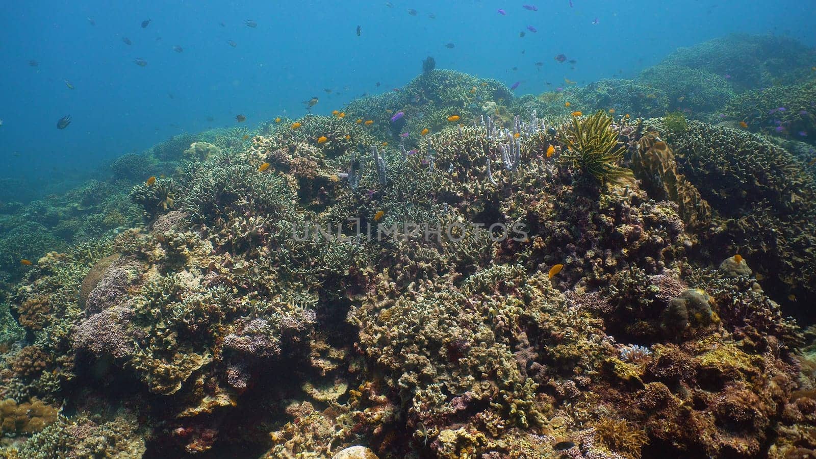 Tropical coral reef. Underwater fishes and corals. Camiguin, Philippines.