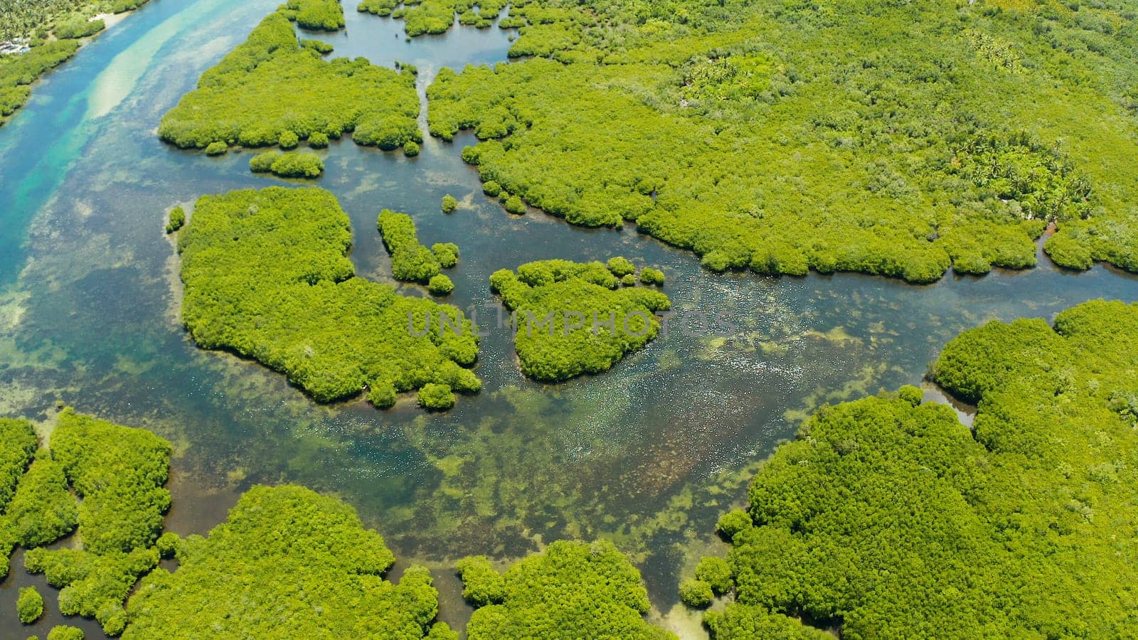 Mangrove rainforest with green trees in the sea water, aerial view. Tropical landscape with mangrove grove.