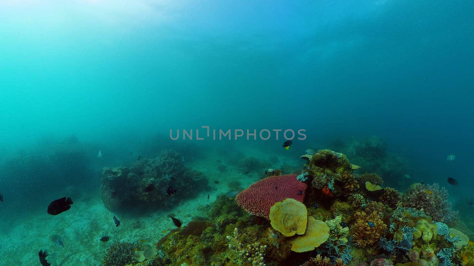 Underwater Scene Coral Reef. Tropical underwater sea fishes. Philippines.