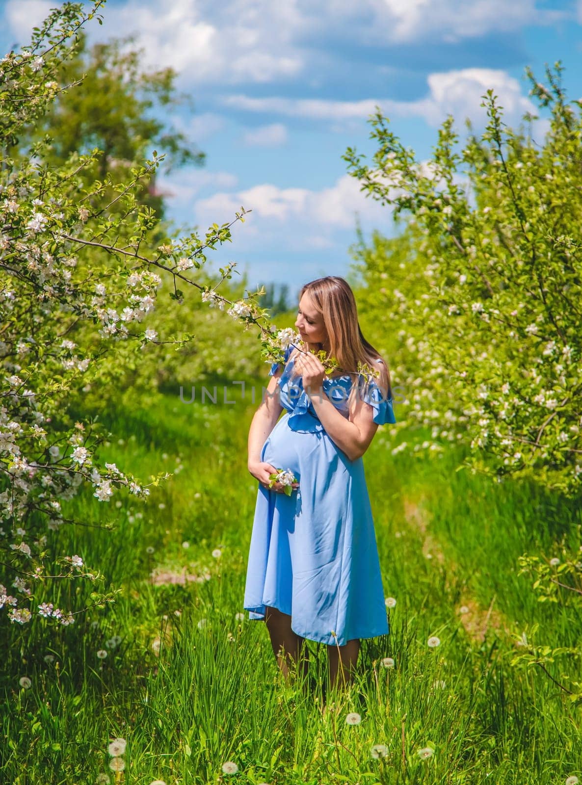 Pregnant woman in the garden of flowering apple trees. Selective focus. Nature.