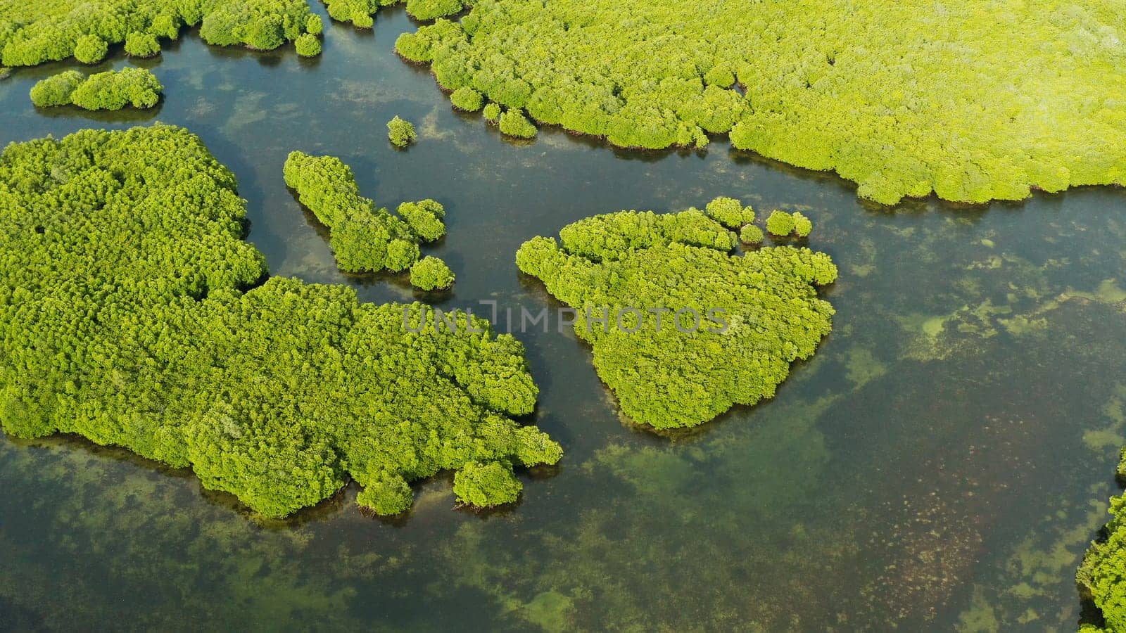 River in tropical mangrove green tree forest top view. Mangrove jungles, trees, river. Mangrove landscape