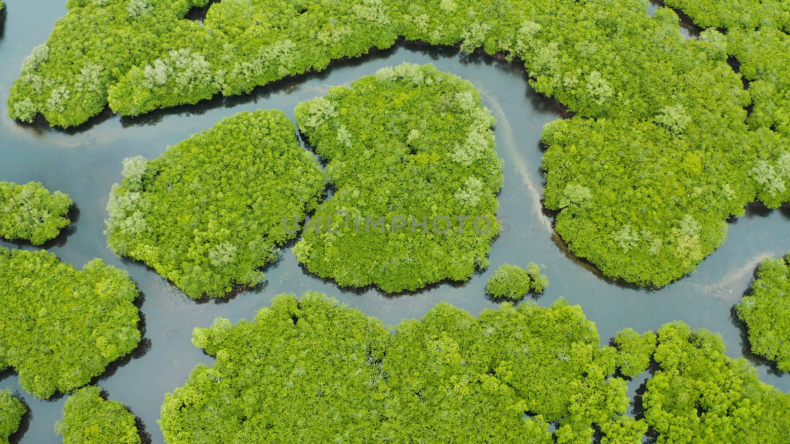 Aerial view of Mangrove forest and river. by Alexpunker