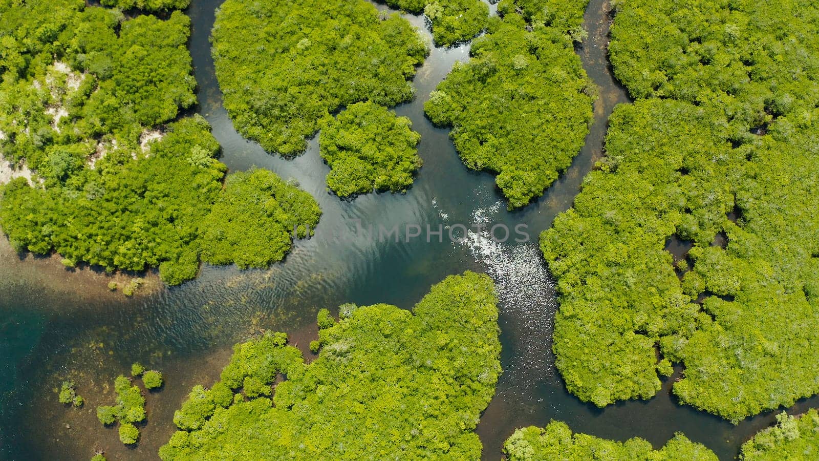 Aerial view of Mangrove forest and river. by Alexpunker