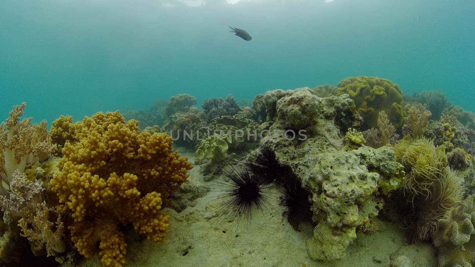 Beautiful underwater world with coral reef and tropical fishes. Philippines. Travel vacation concept