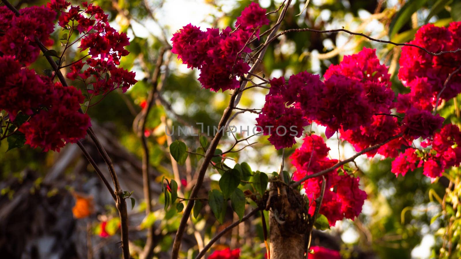 tropical pink flower Bougainvillea on Bali island, Indonesia