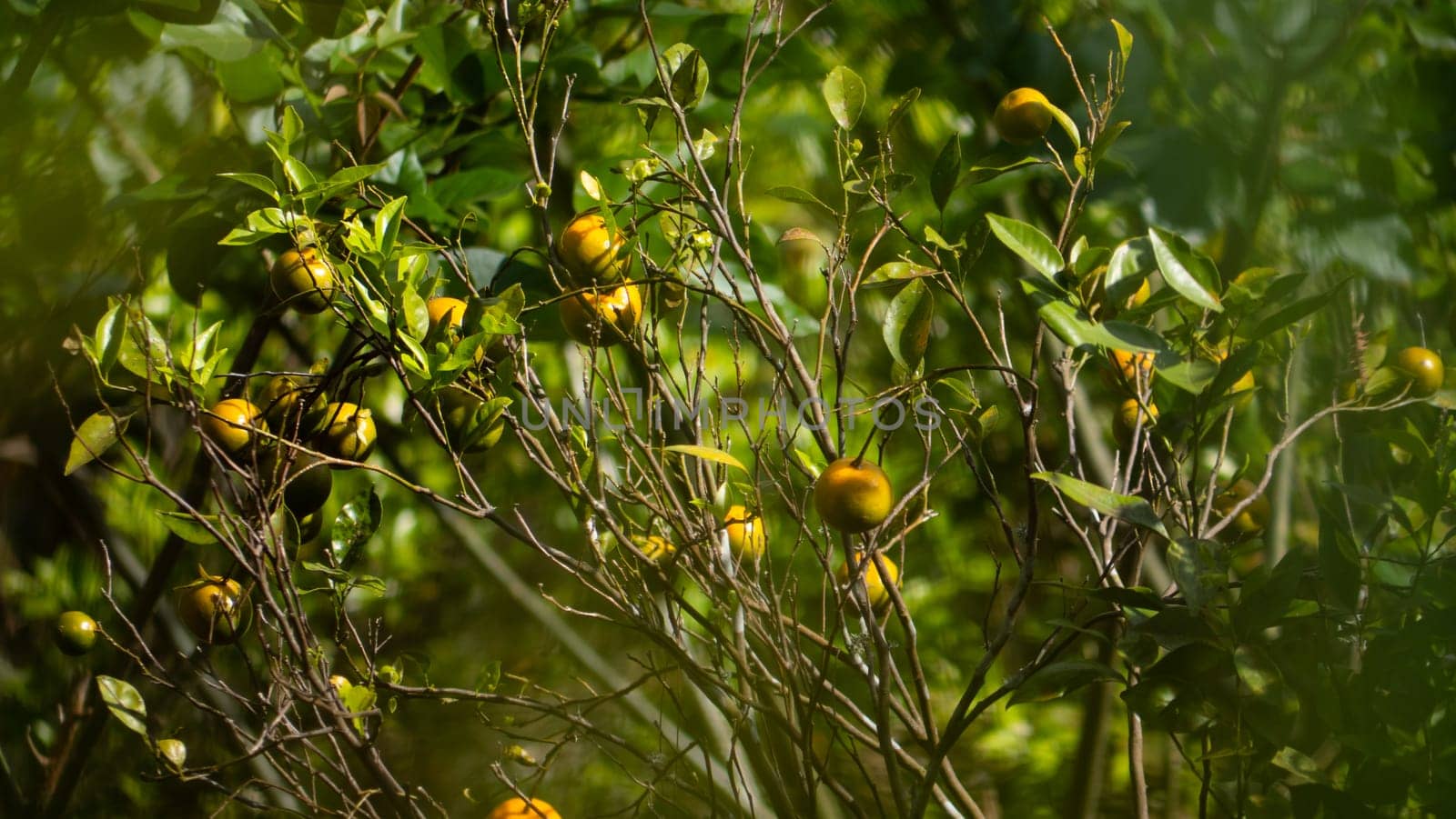 Ripe green and Orange Tangerine oranges on branch with leaves. Grow tangerines season of tangerines