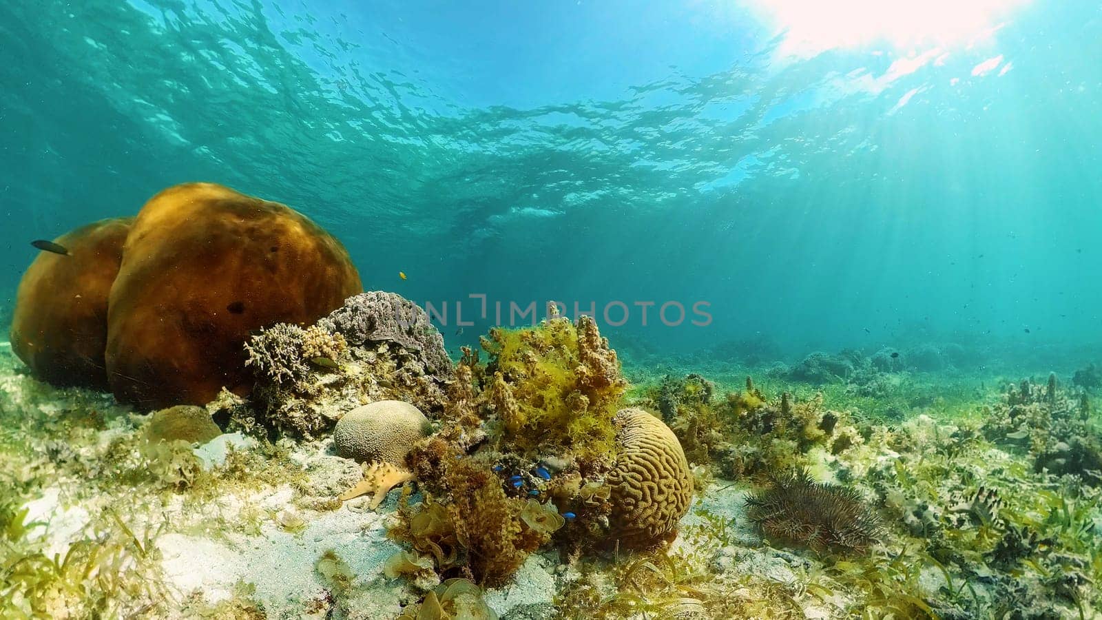 The Underwater World of the with Colored Fish and a Coral Reef. Tropical reef marine. Philippines.