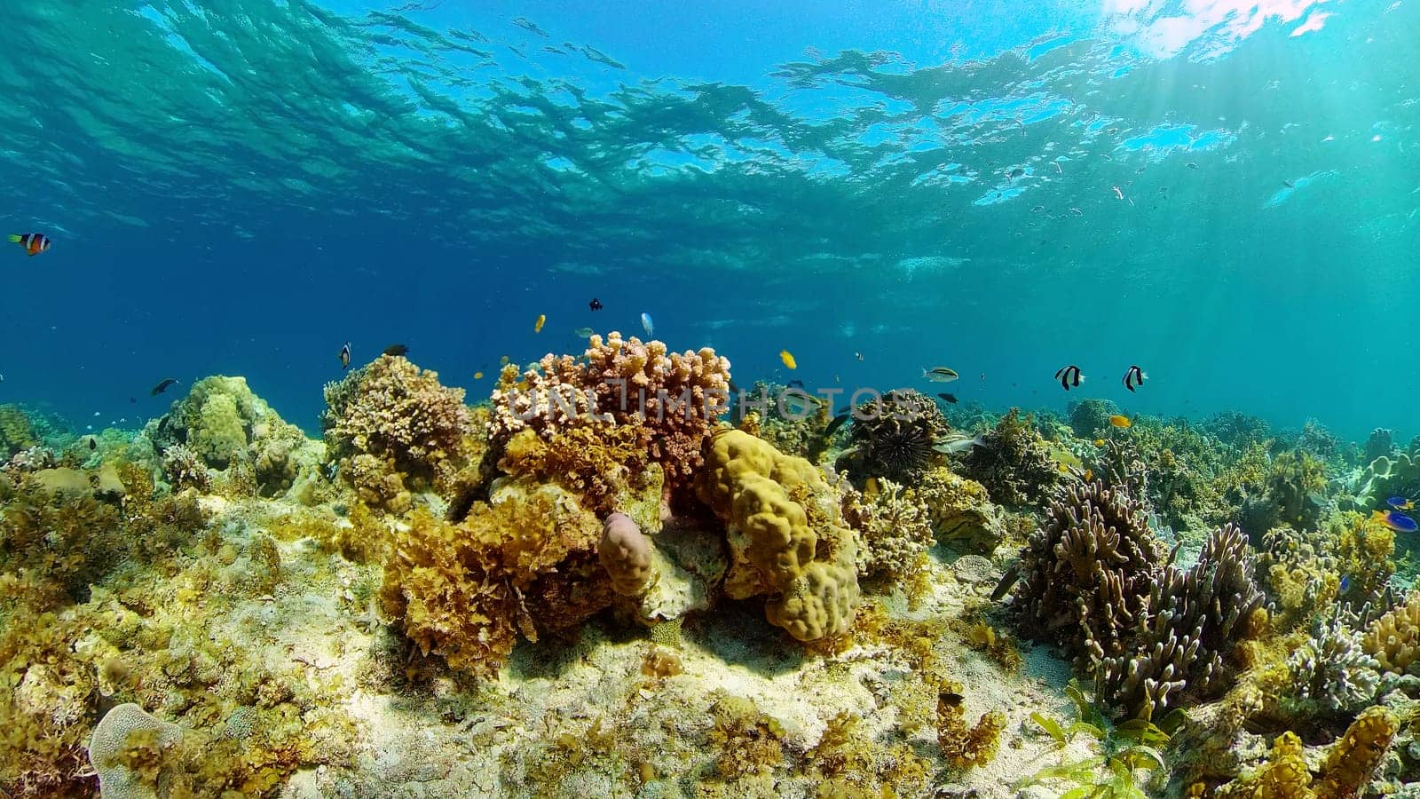 Reef coral scene. Colourful underwater seascape. Beautiful soft coral. Sea coral reef. Philippines.