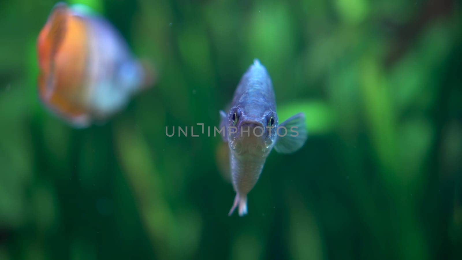 Fish Boesman's Rainbow on the background of underwater grass. Exotic fish with a sad face underwater. 4k